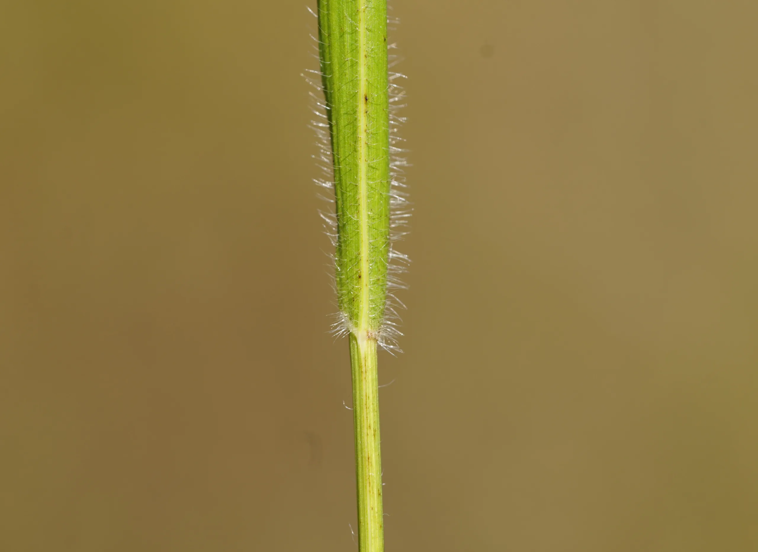Brachypodium sylvaticum