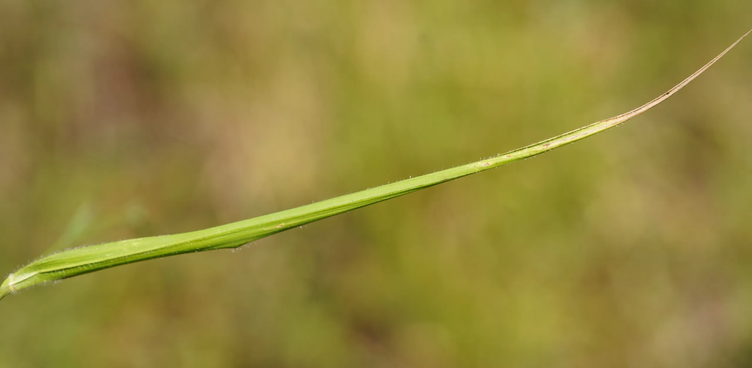 Brachypodium sylvaticum