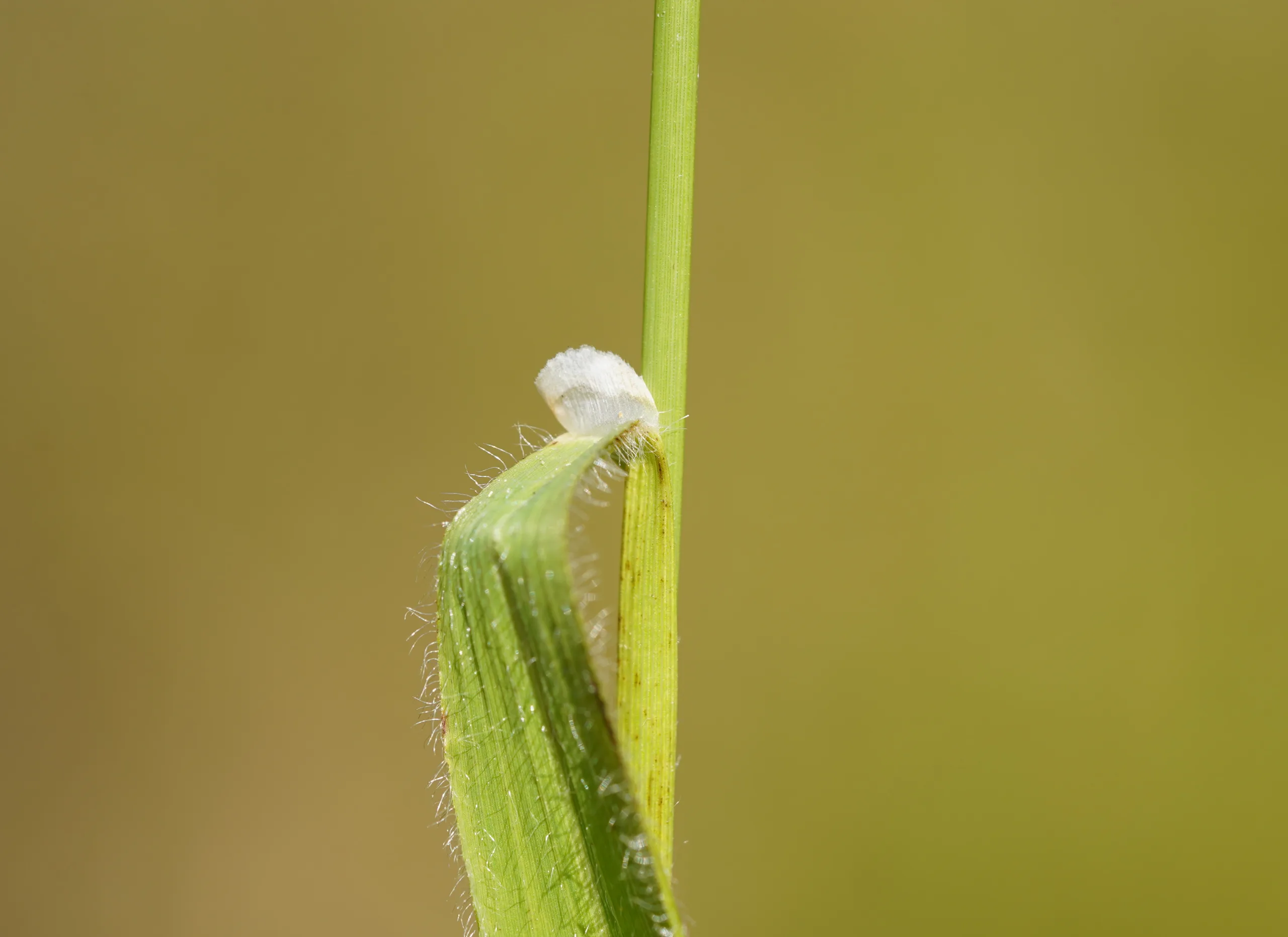 Brachypodium sylvaticum