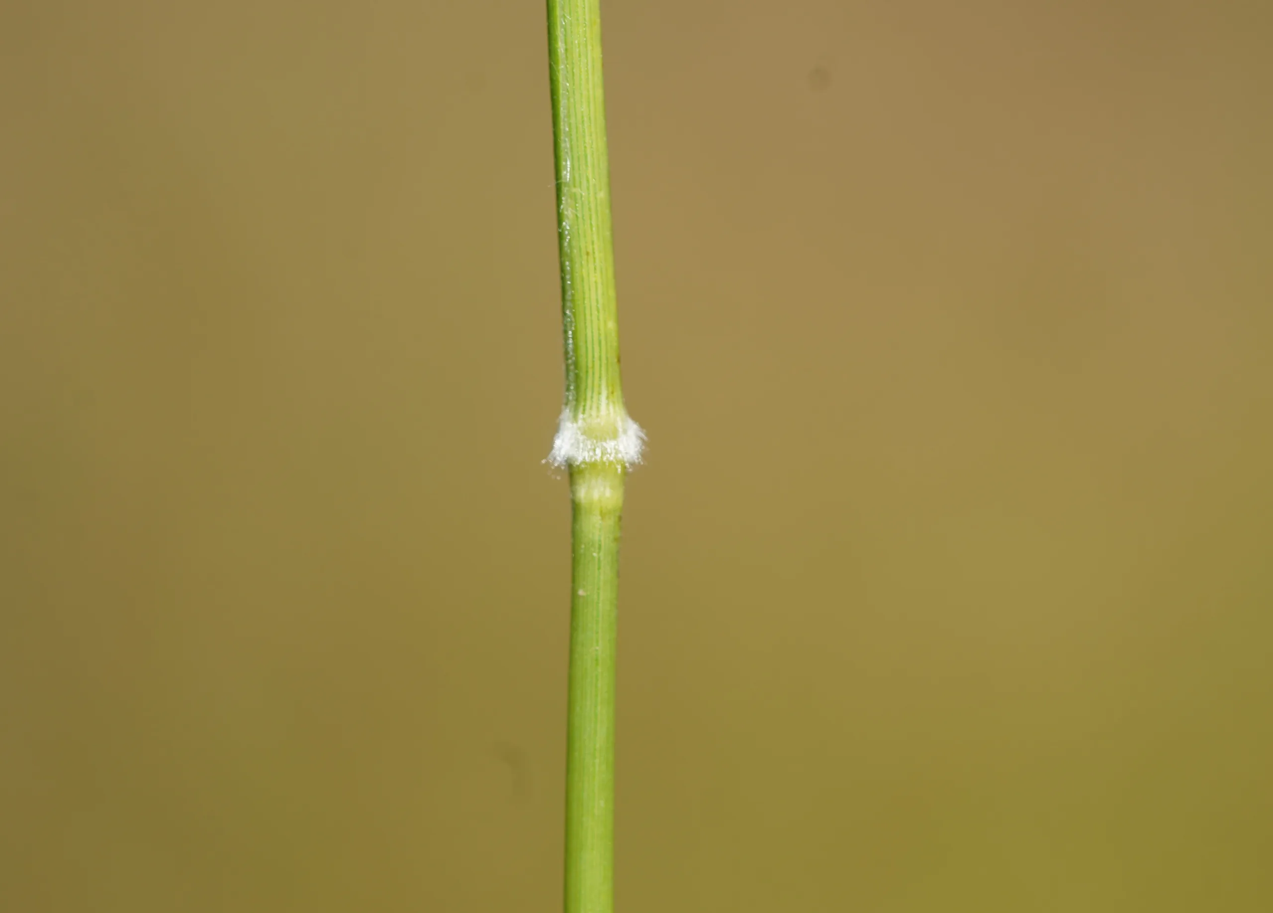 Brachypodium sylvaticum