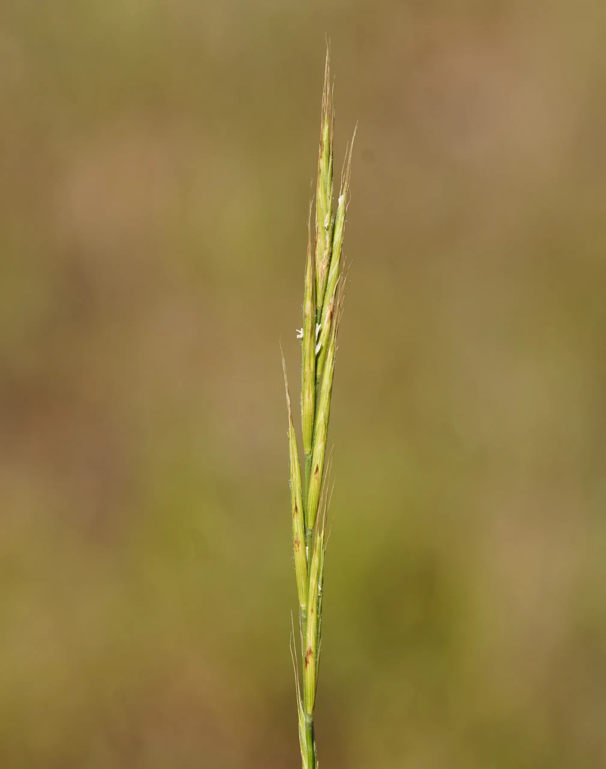 Brachypodium sylvaticum
