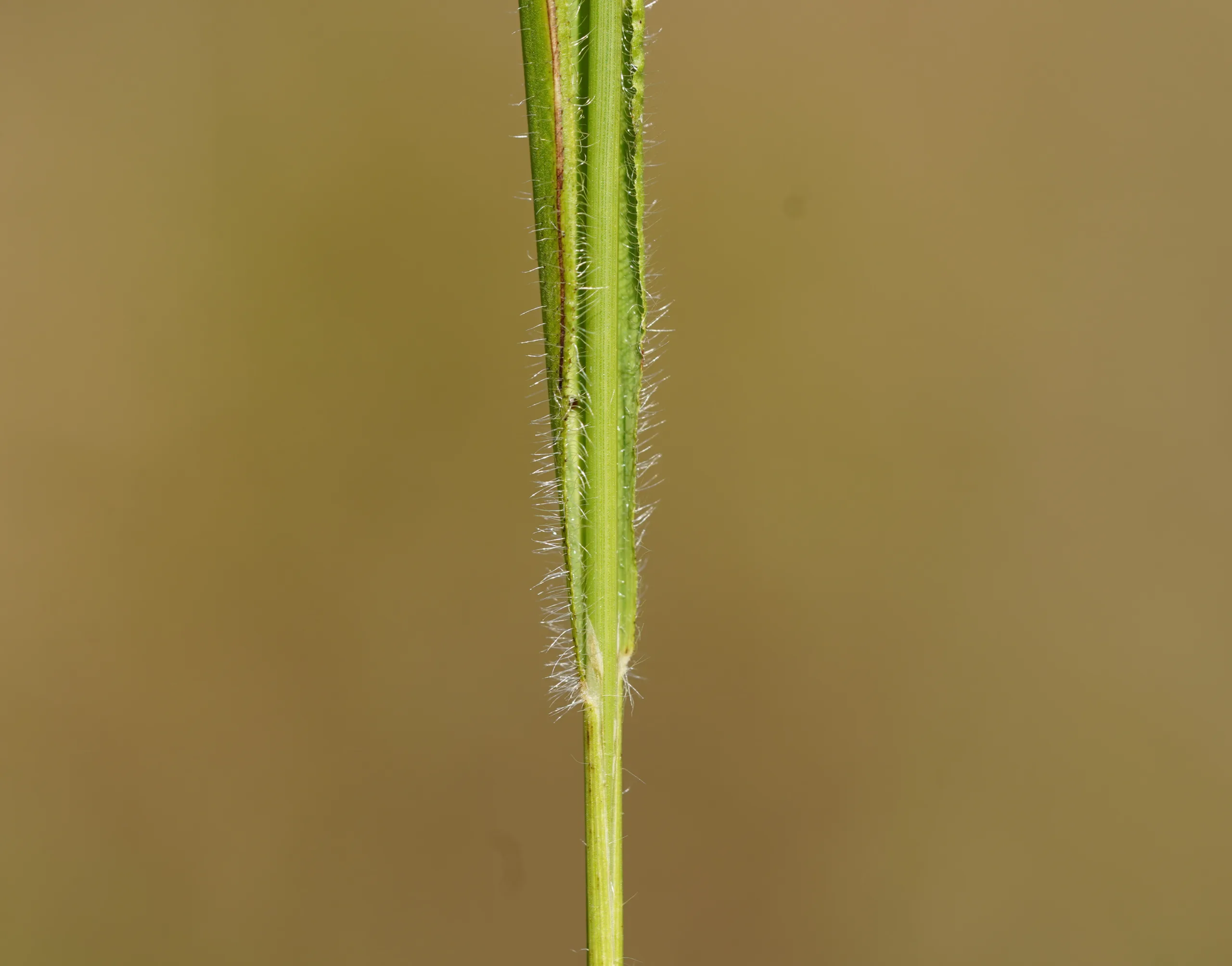 Brachypodium sylvaticum