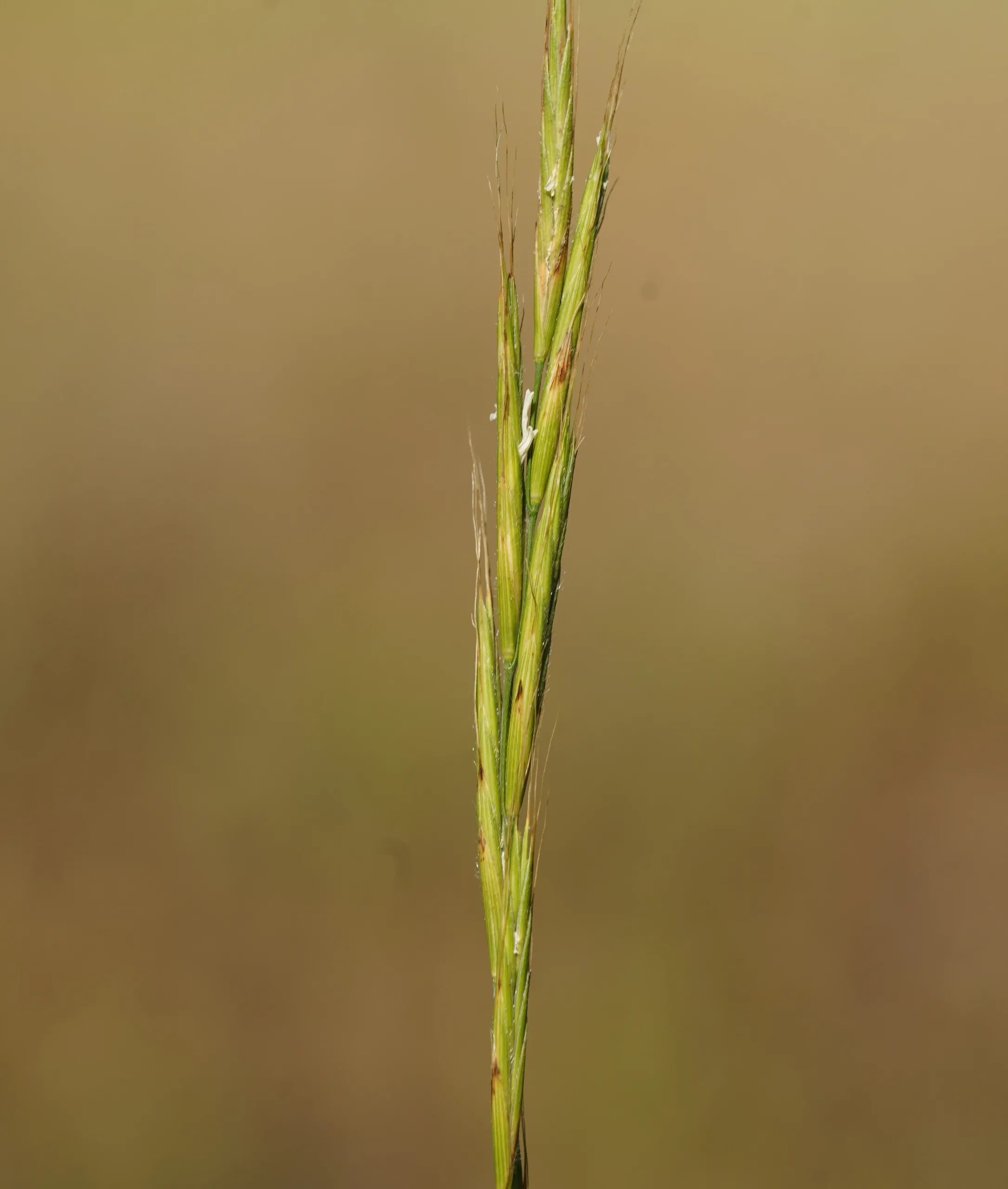Brachypodium sylvaticum