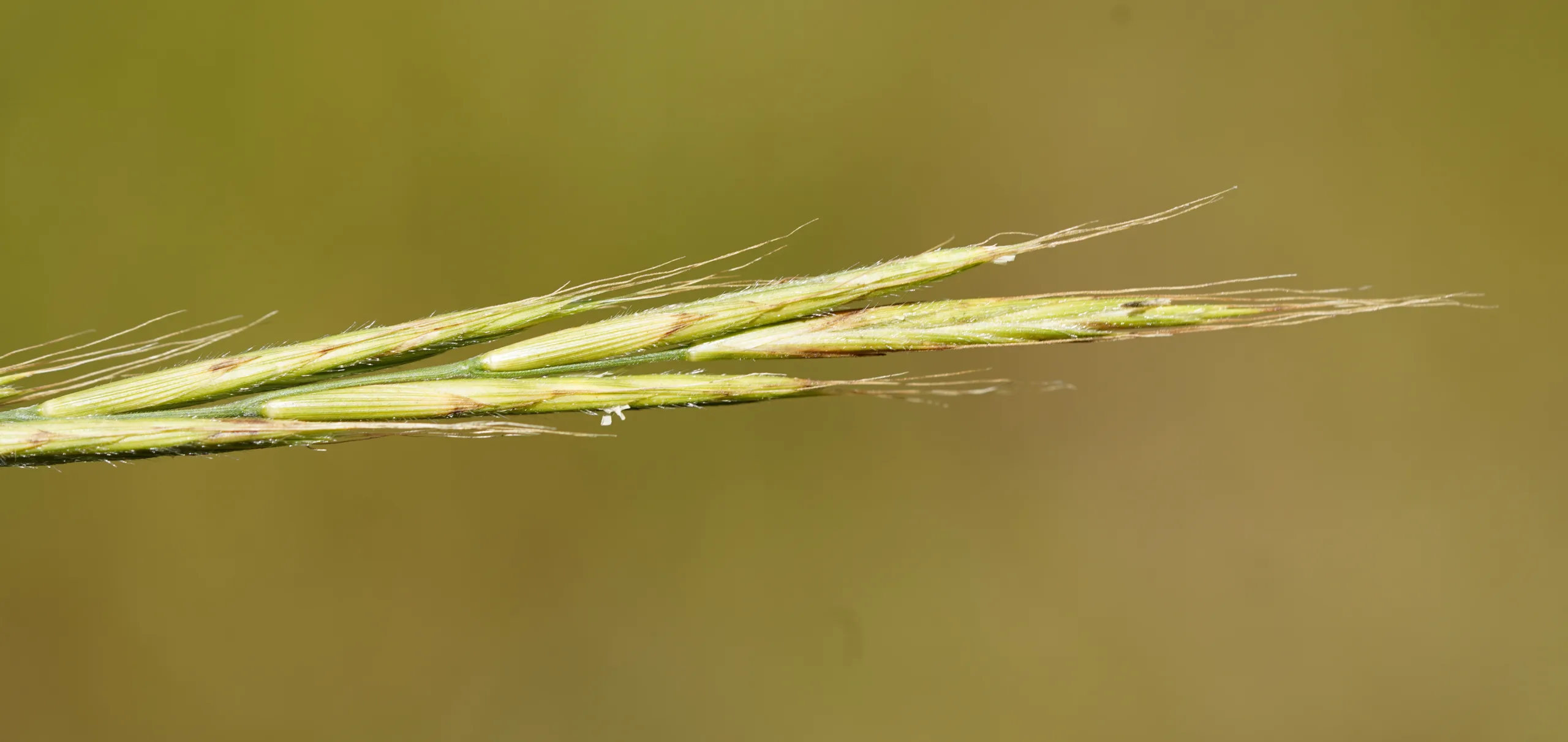 Brachypodium sylvaticum (Koru kılcanı)