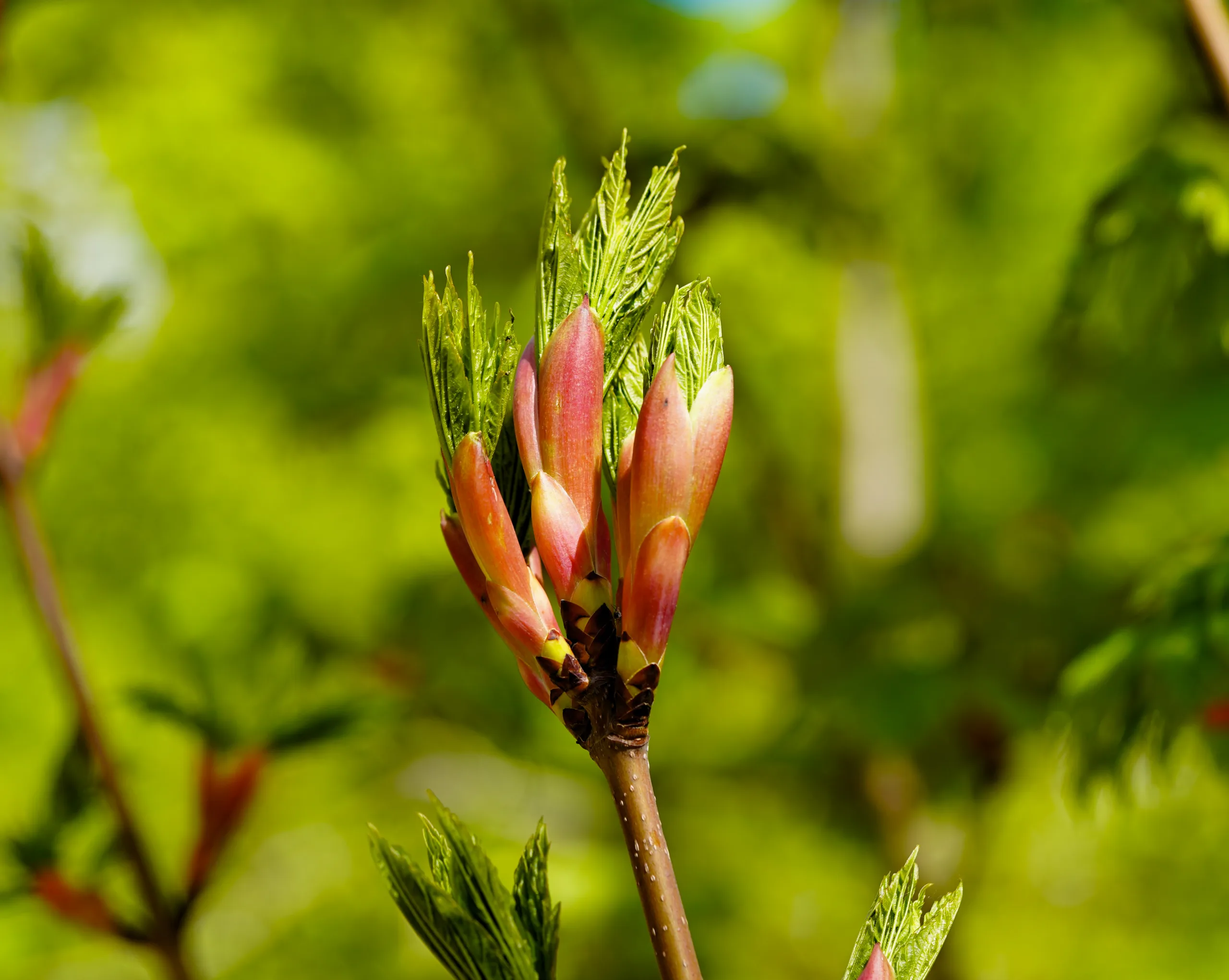 Acer heldreichii subsp. trautvetteri