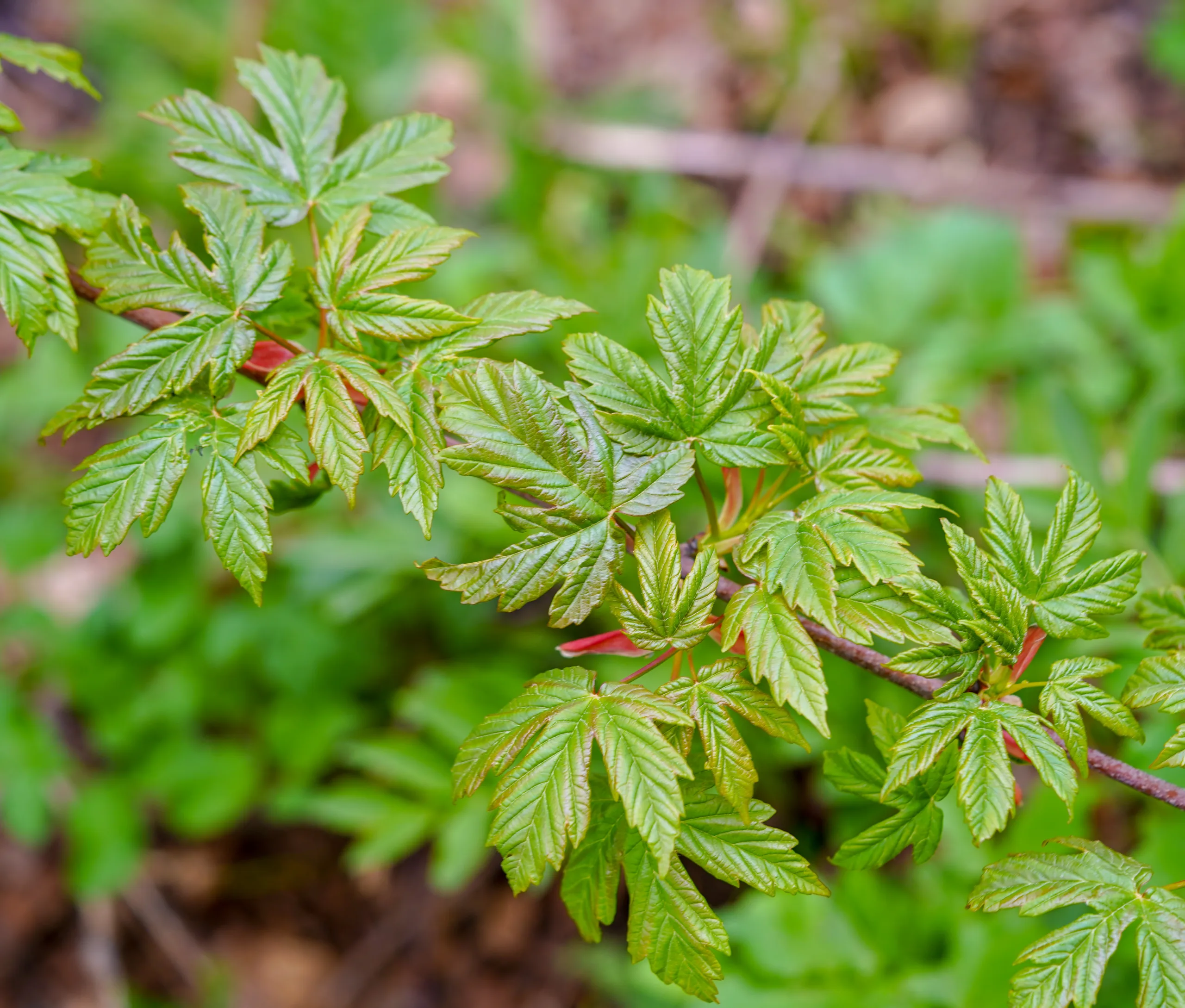 Acer heldreichii subsp. trautvetteri