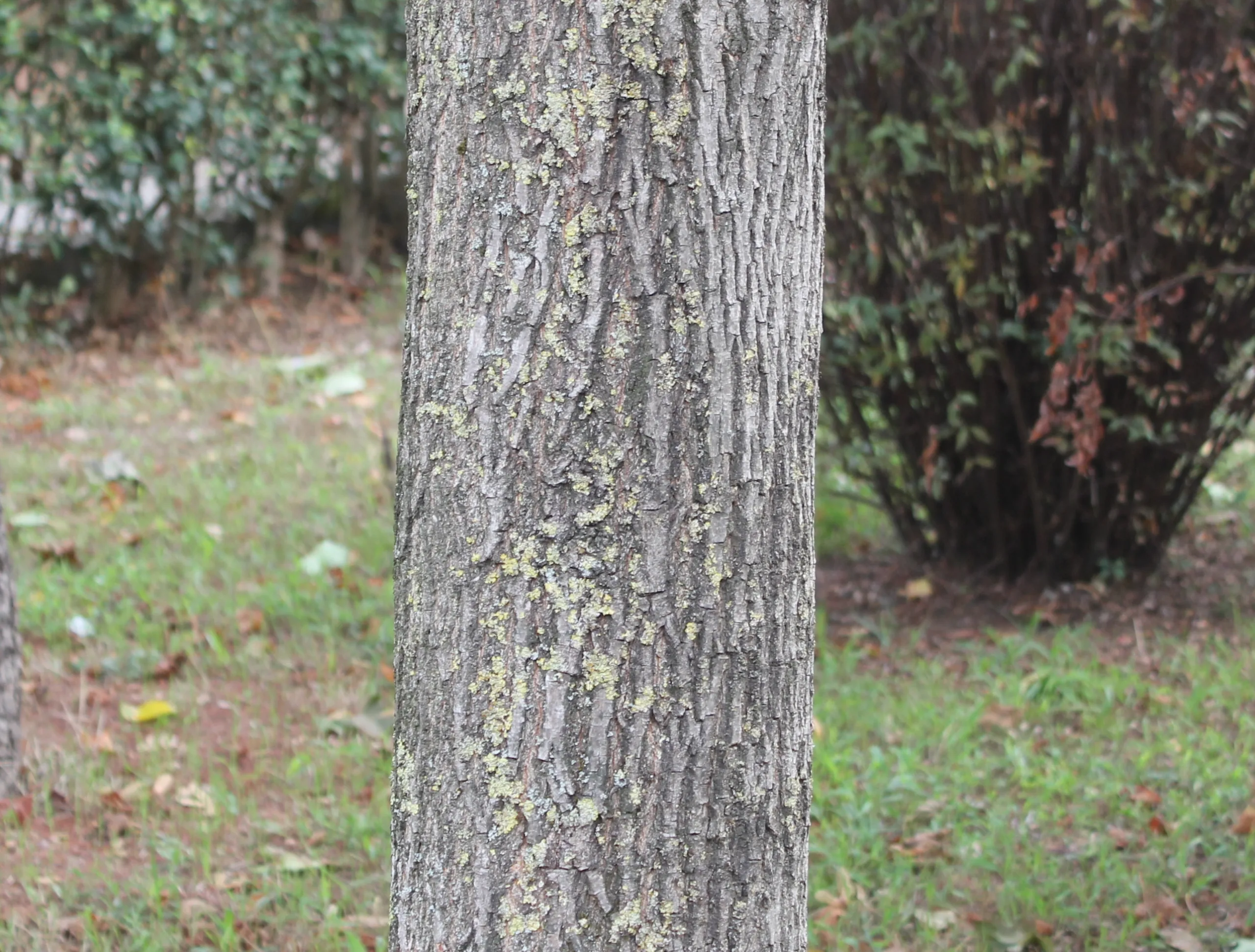 Acer platanoides