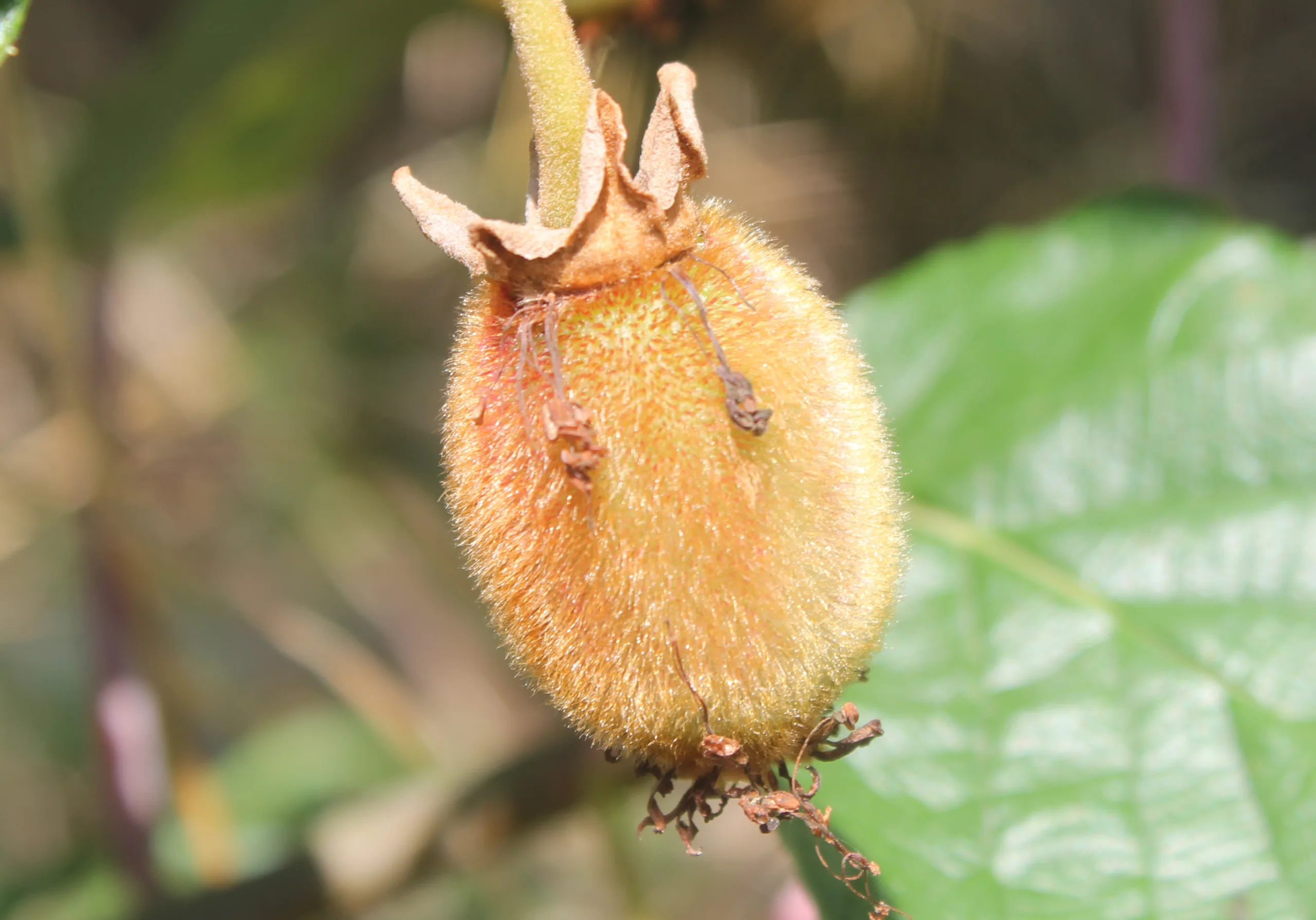 Actinidia chinensis var. deliciosa