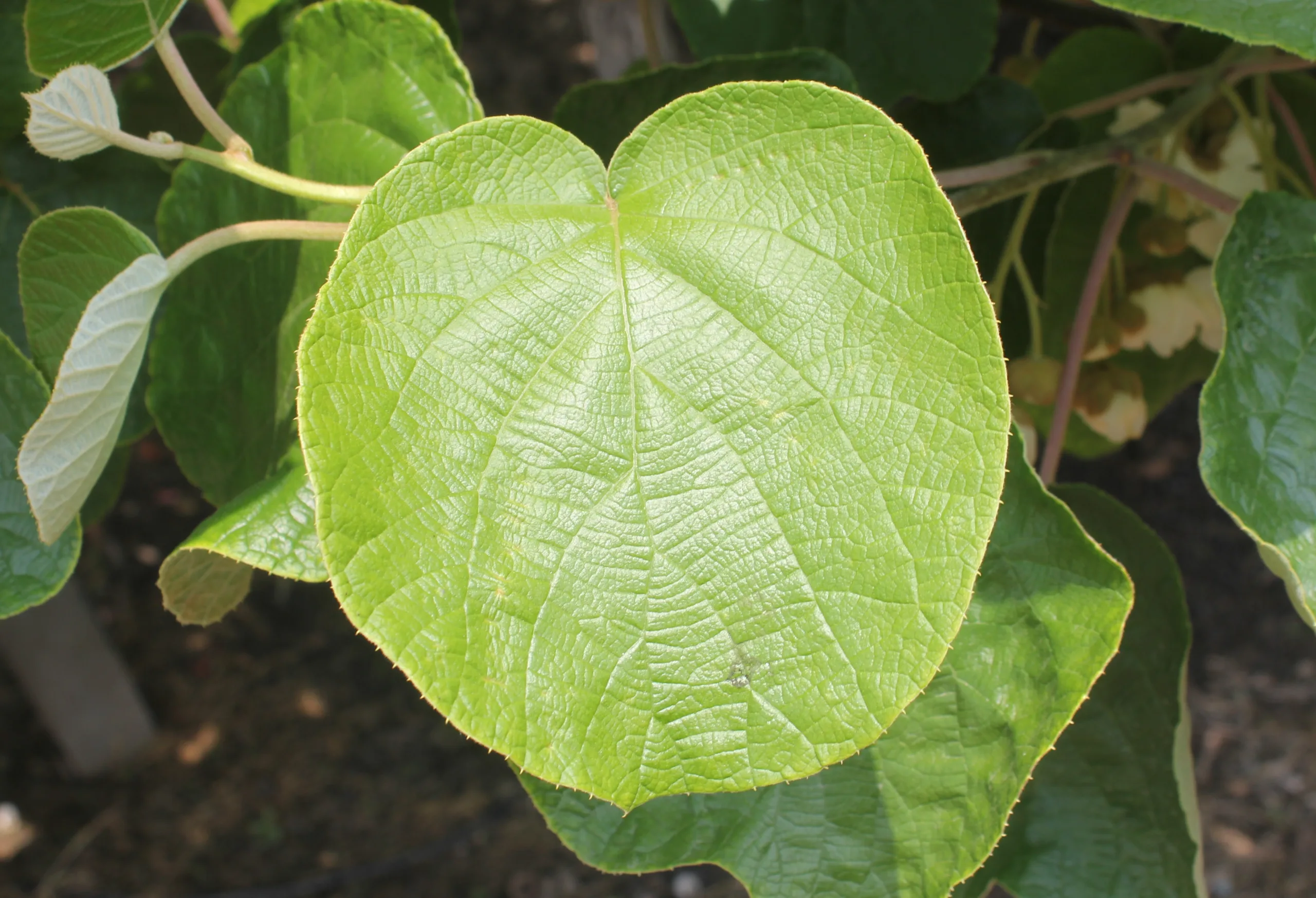 Actinidia chinensis var. deliciosa
