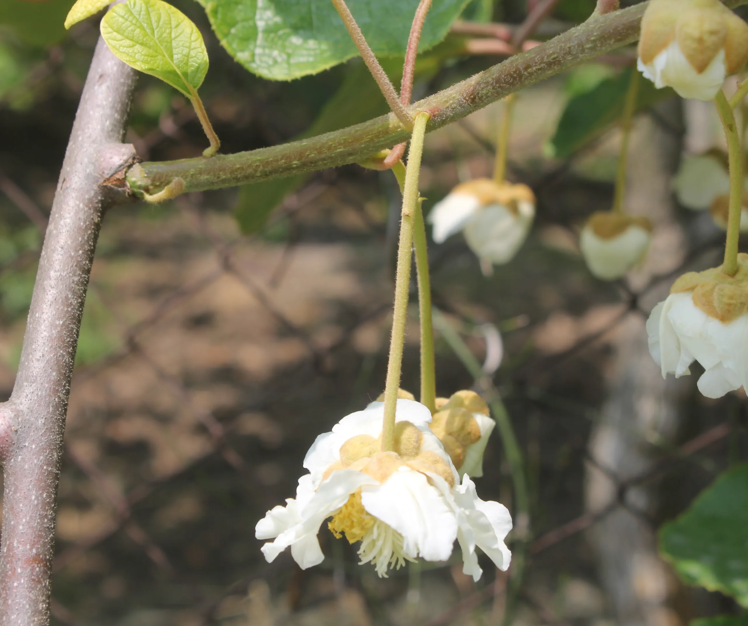 Actinidia chinensis var. deliciosa