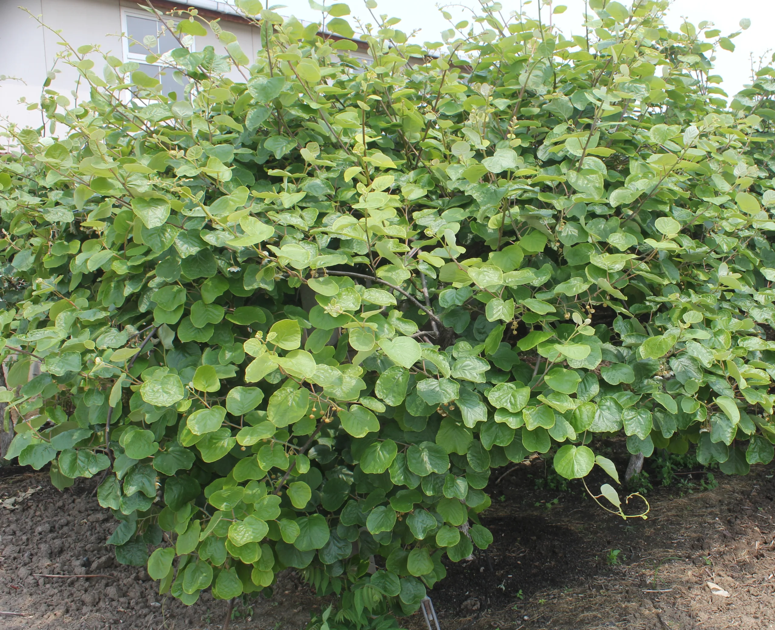 Actinidia chinensis var. deliciosa