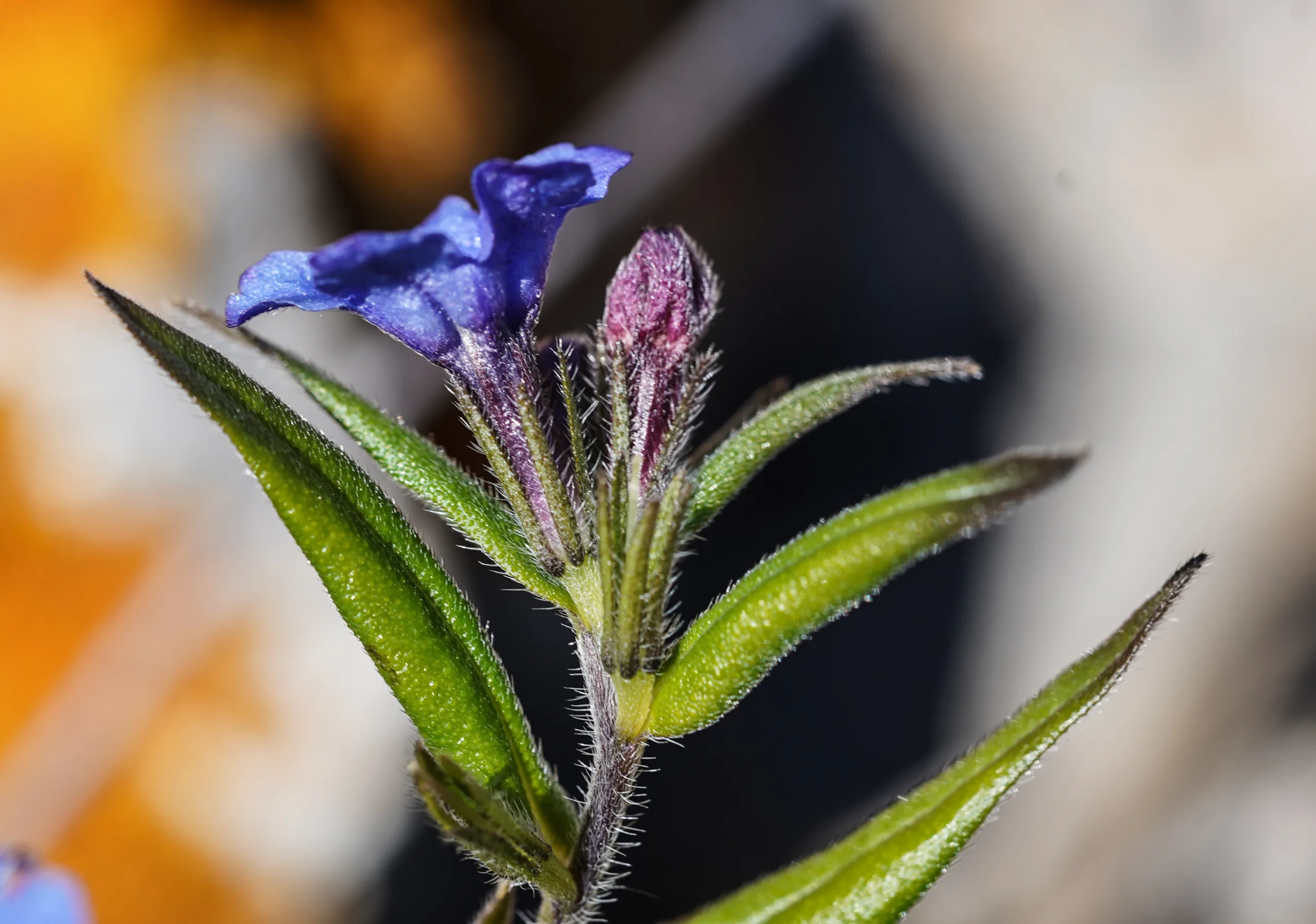 Aegonychon purpurocaeruleum