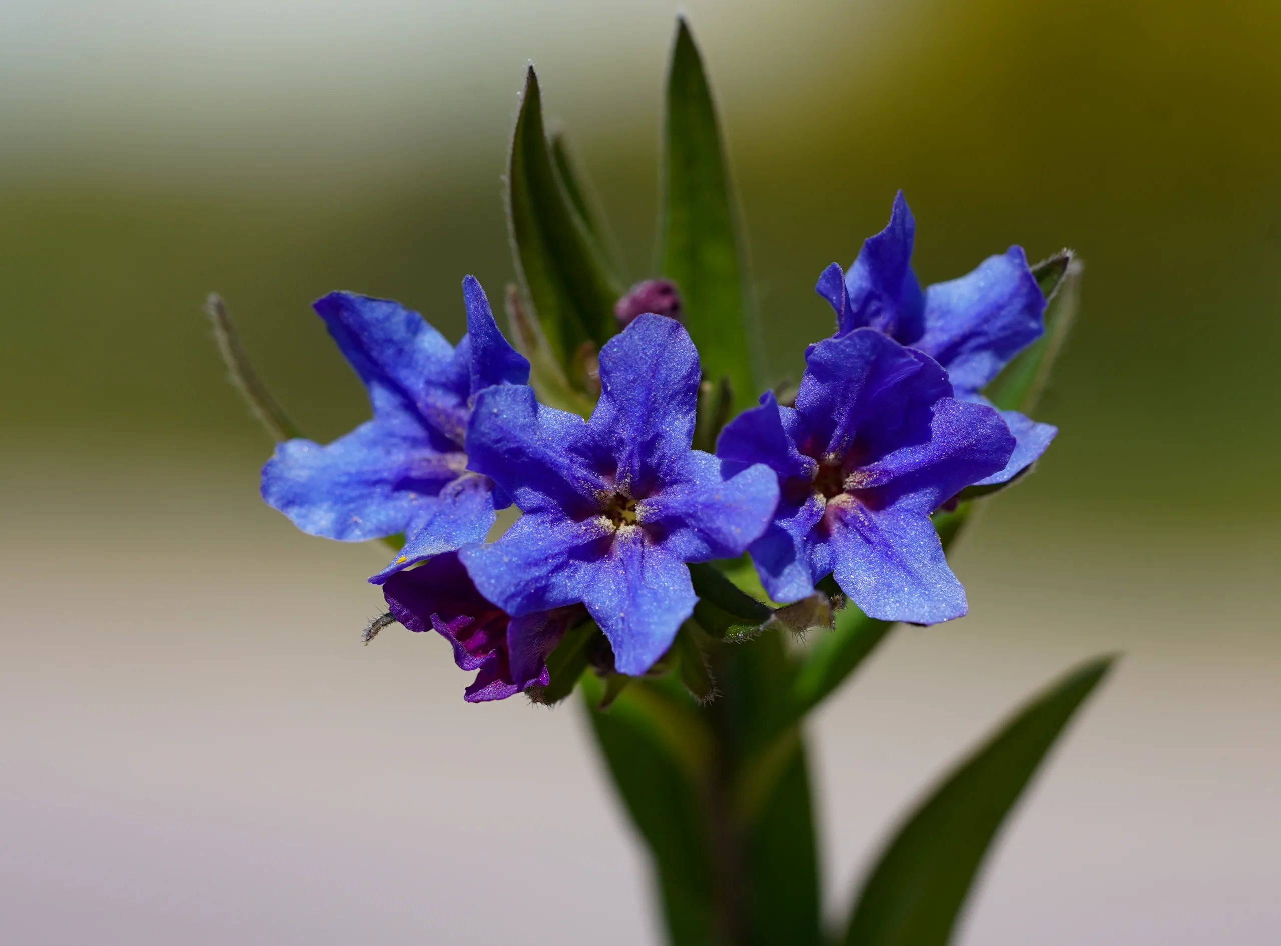 Aegonychon purpurocaeruleum