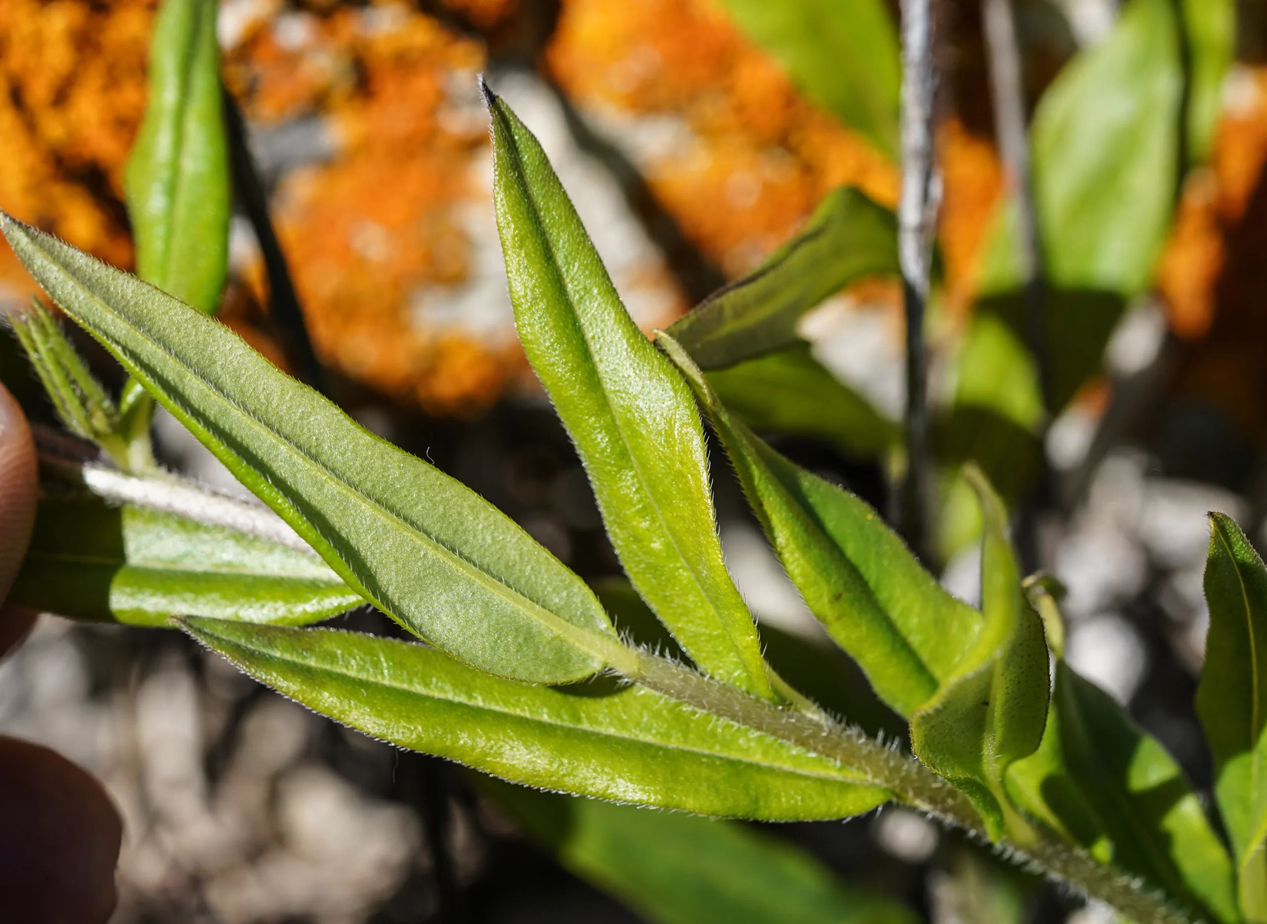 Aegonychon purpurocaeruleum