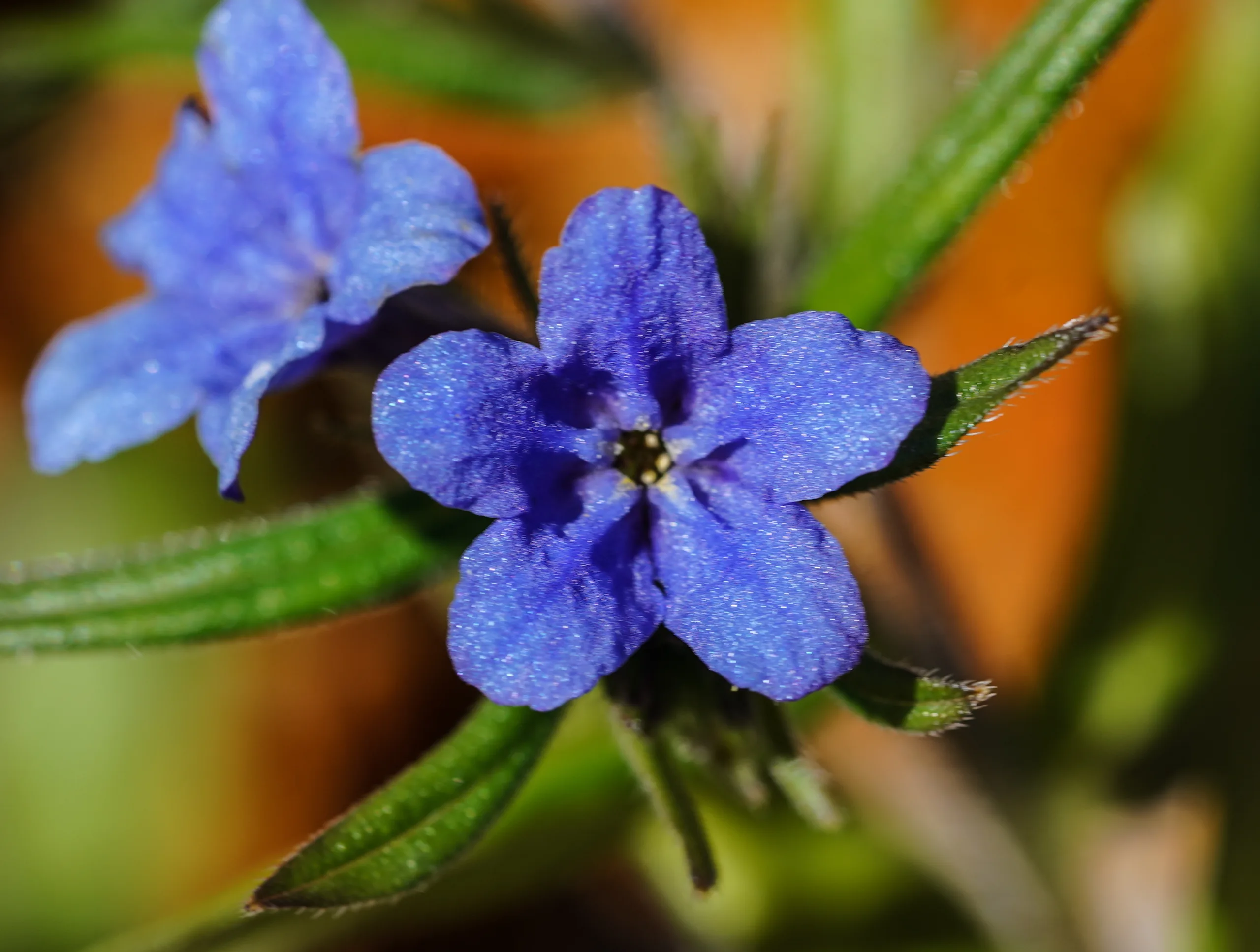 Aegonychon purpurocaeruleum (Gök taşkesen)