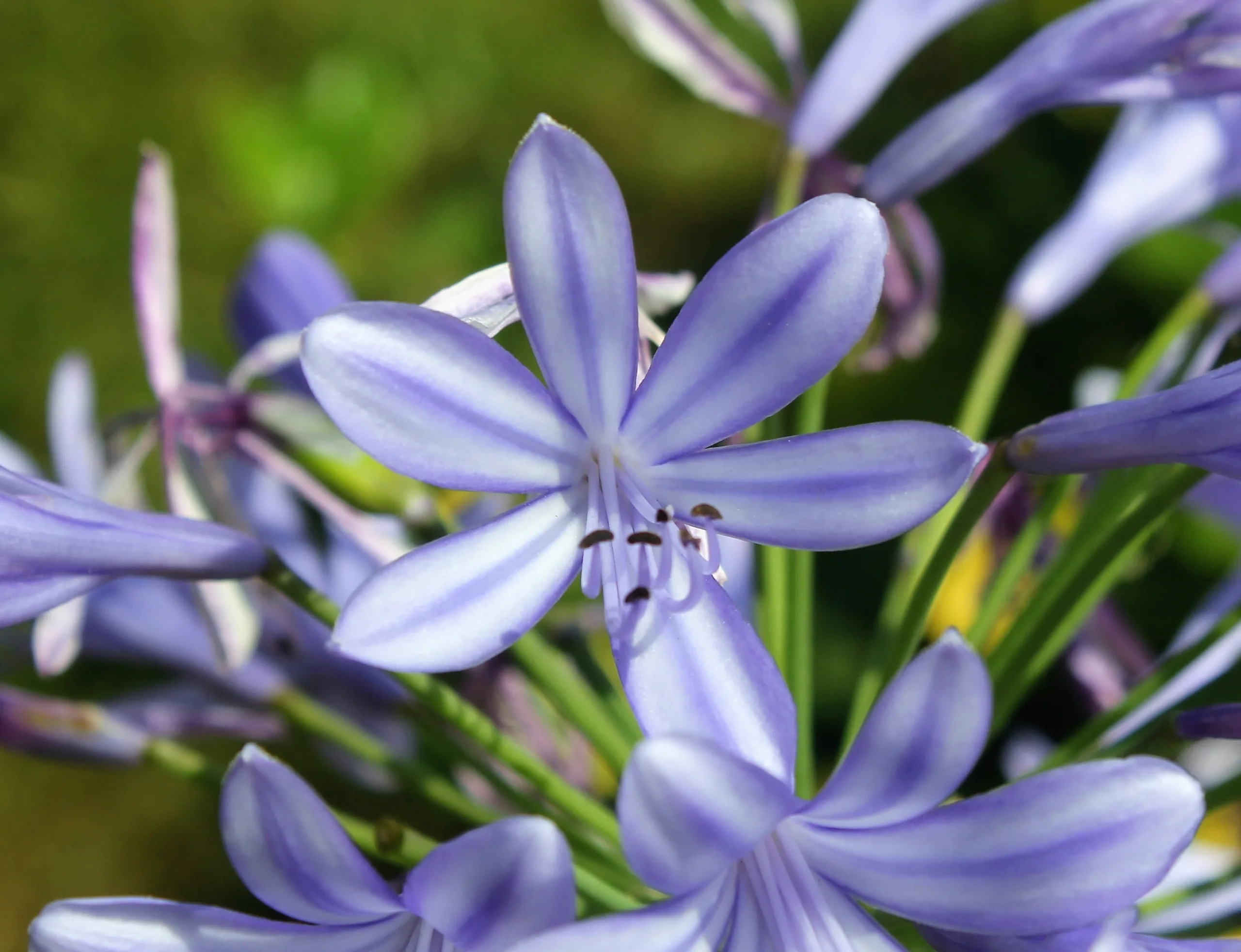 Agapanthus (Afrikazambağı)