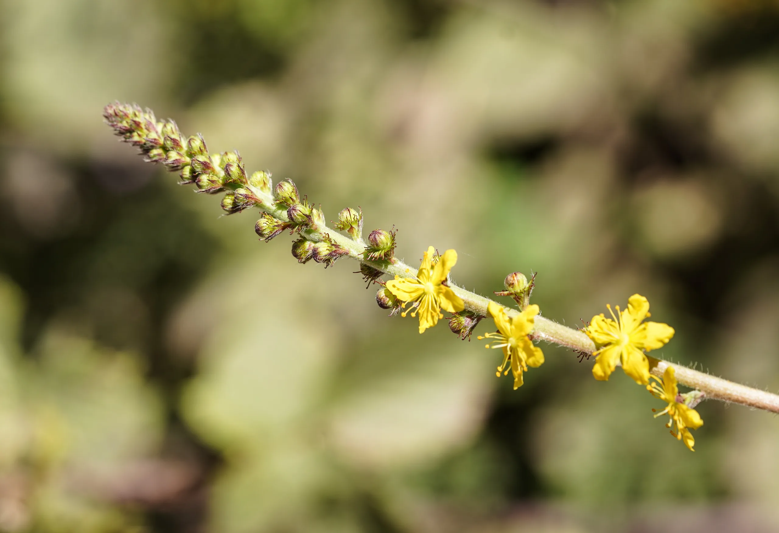 Agrimonia eupatoria