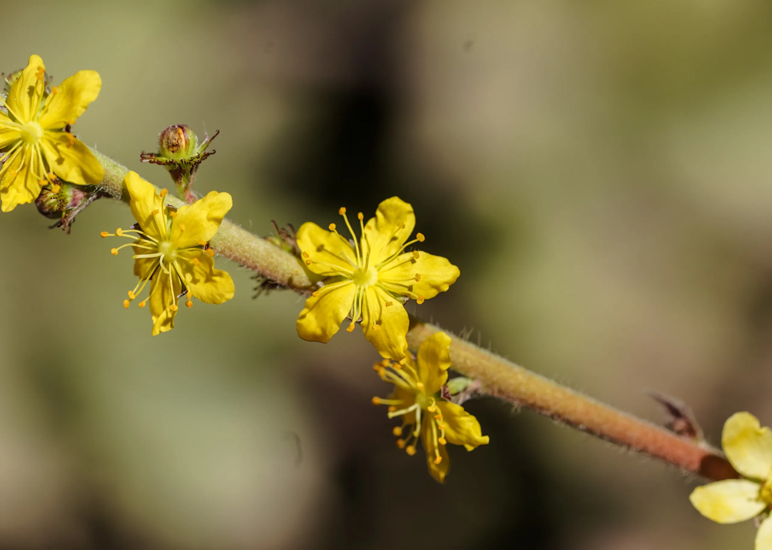 Agrimonia eupatoria