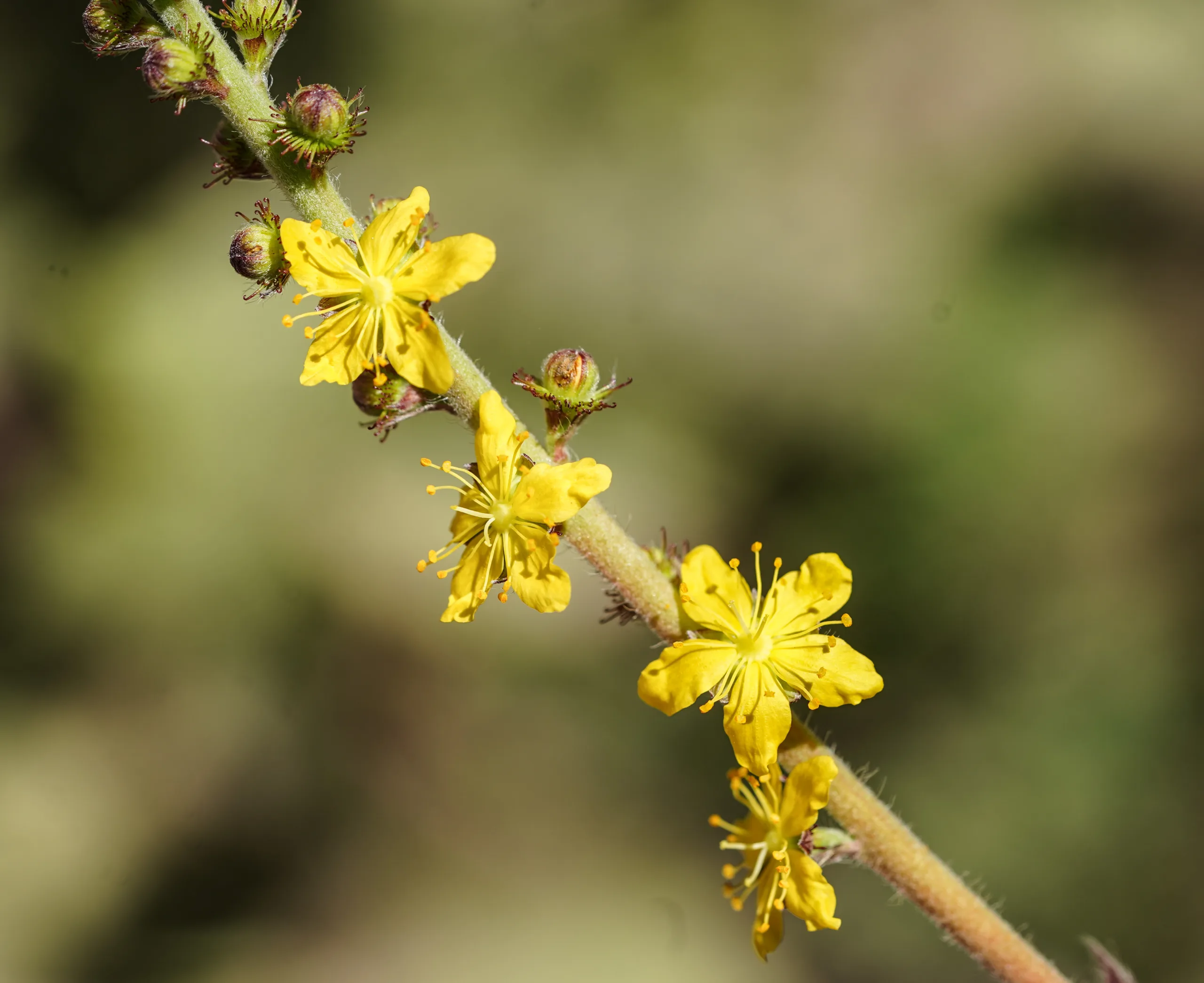 Agrimonia eupatoria