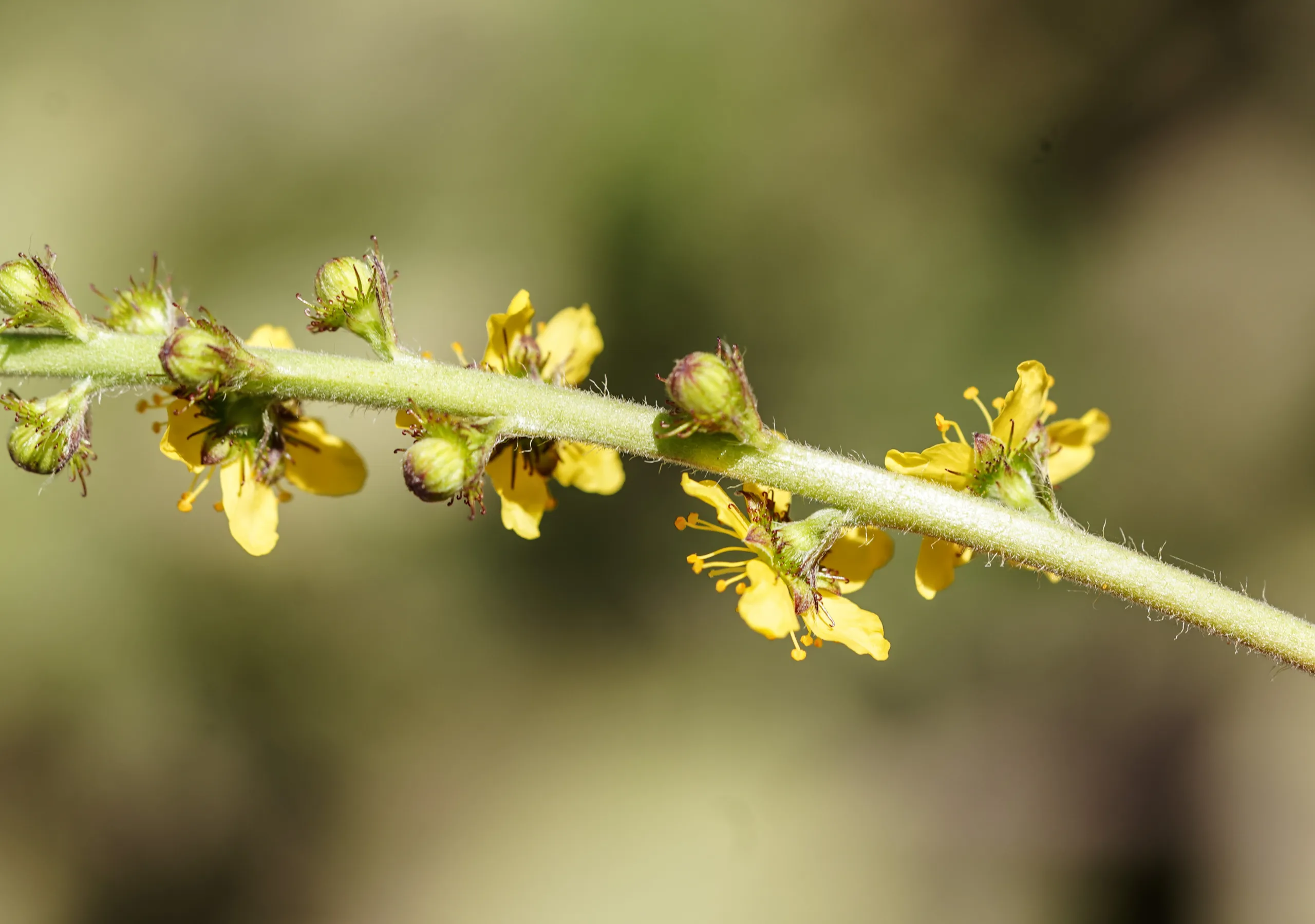 Agrimonia eupatoria