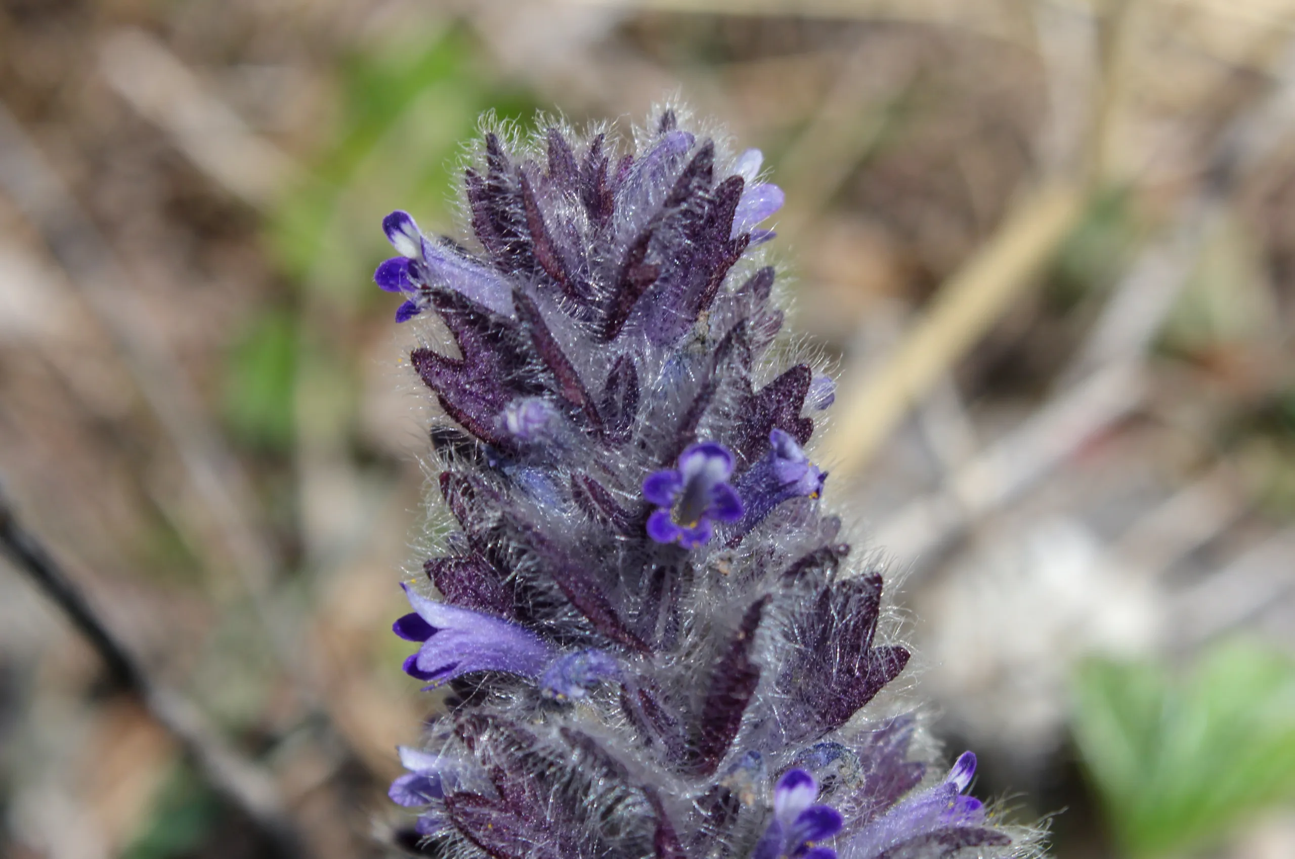 Ajuga orientalis