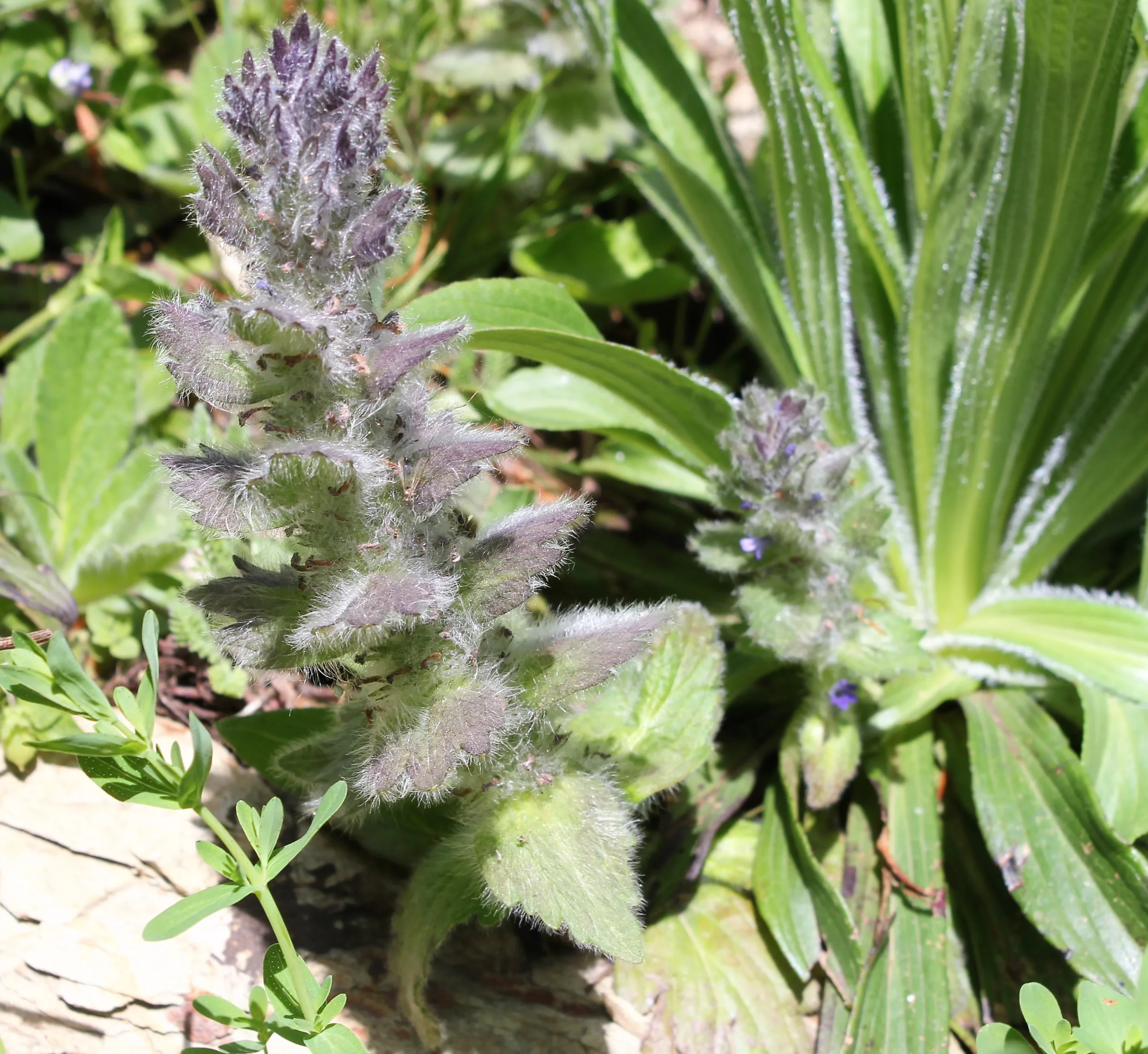 Ajuga orientalis