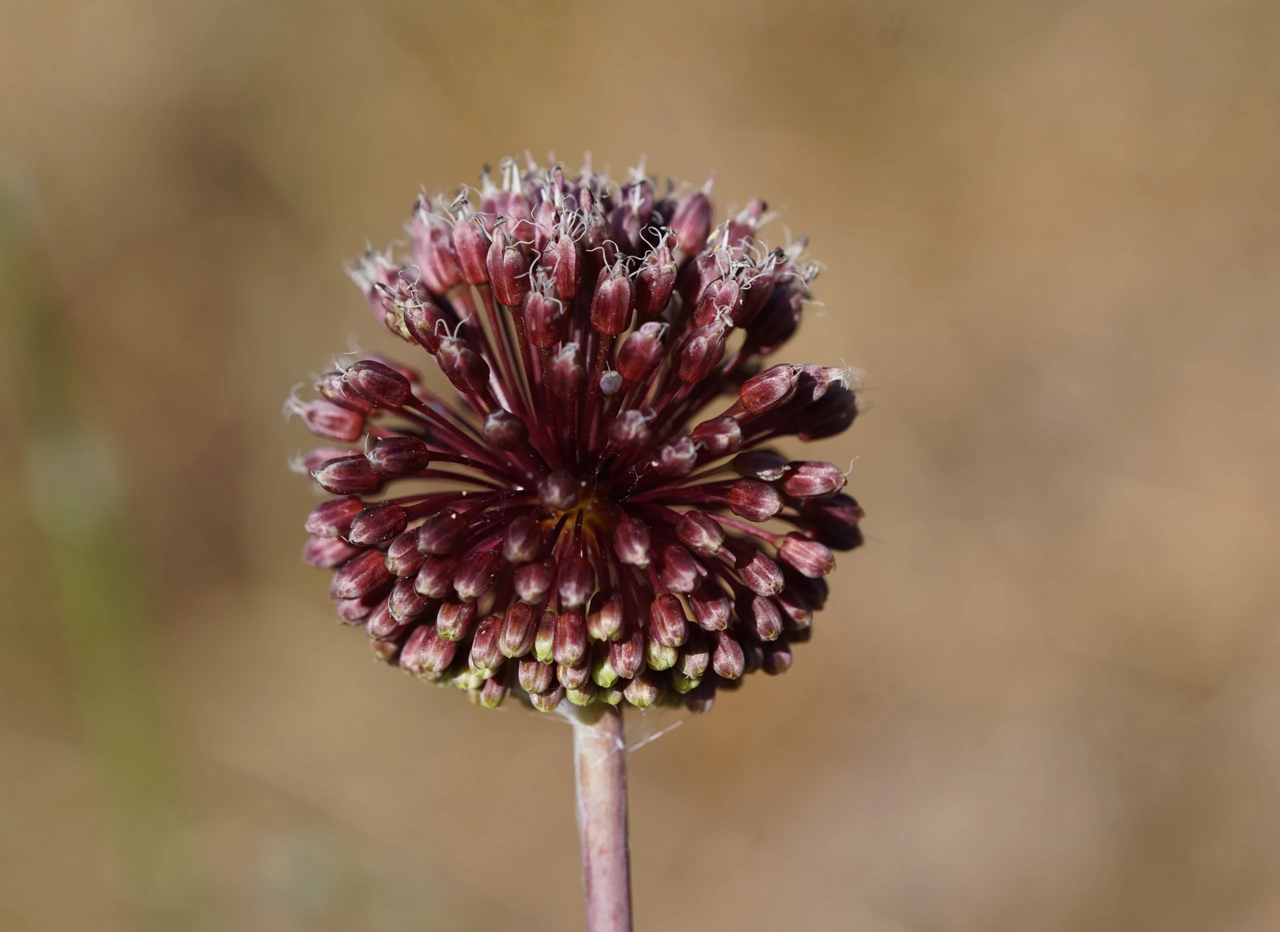 Allium amethystinum