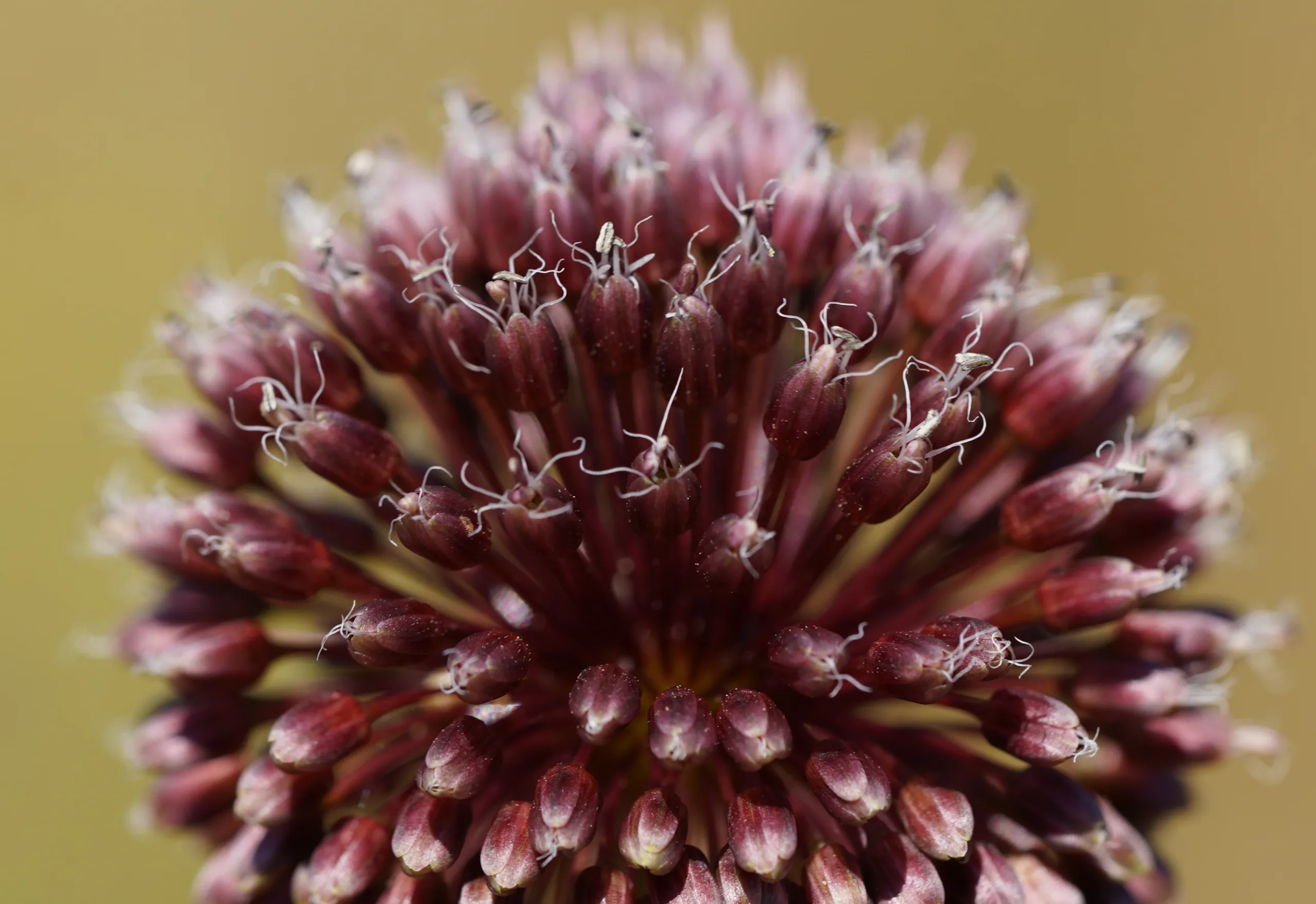 Allium amethystinum