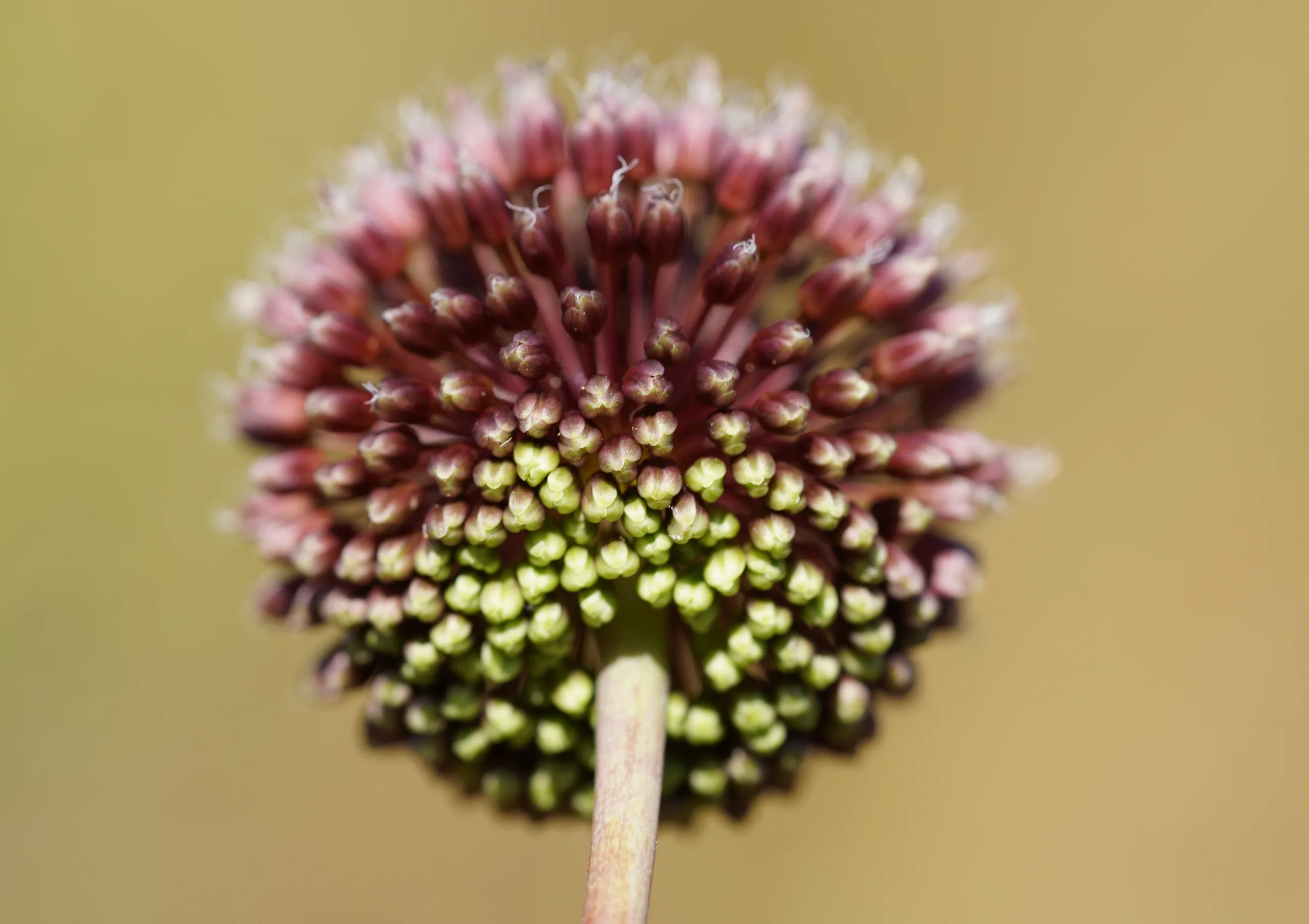 Allium amethystinum