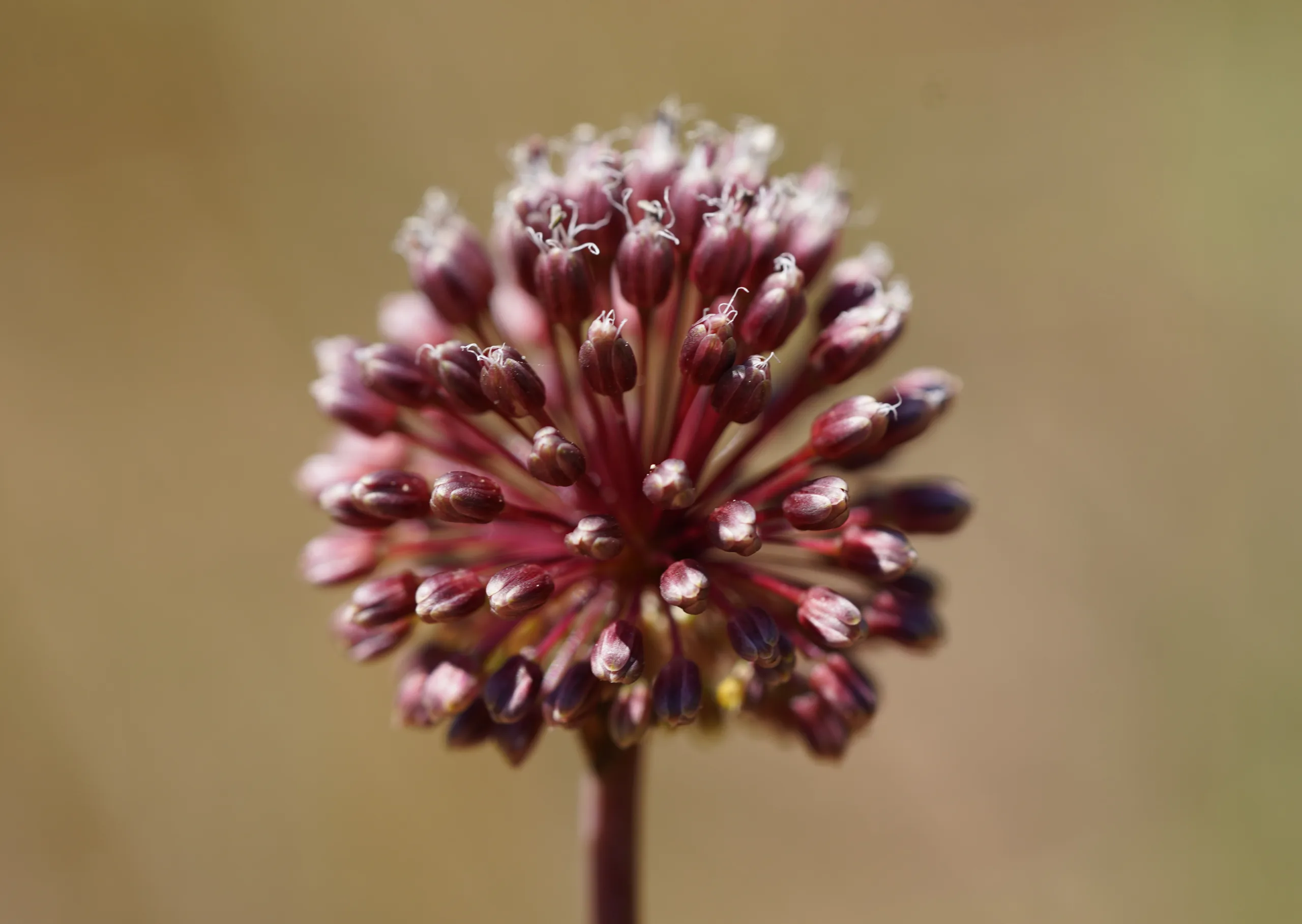 Allium amethystinum
