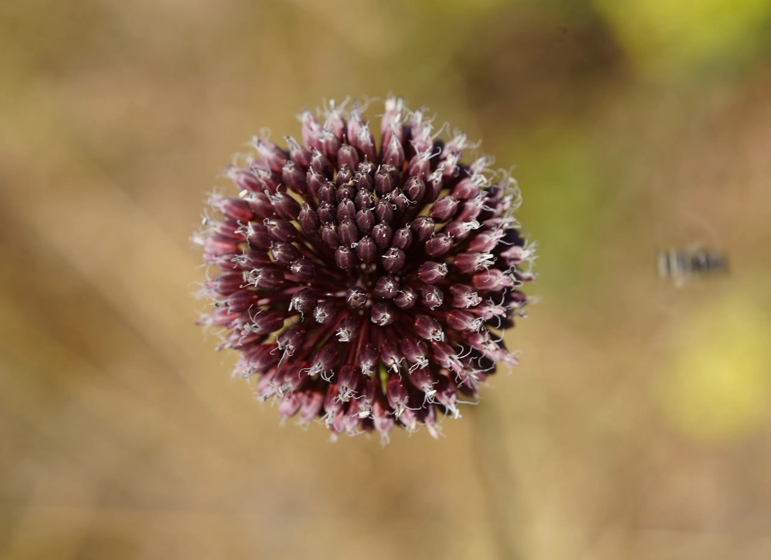 Allium amethystinum