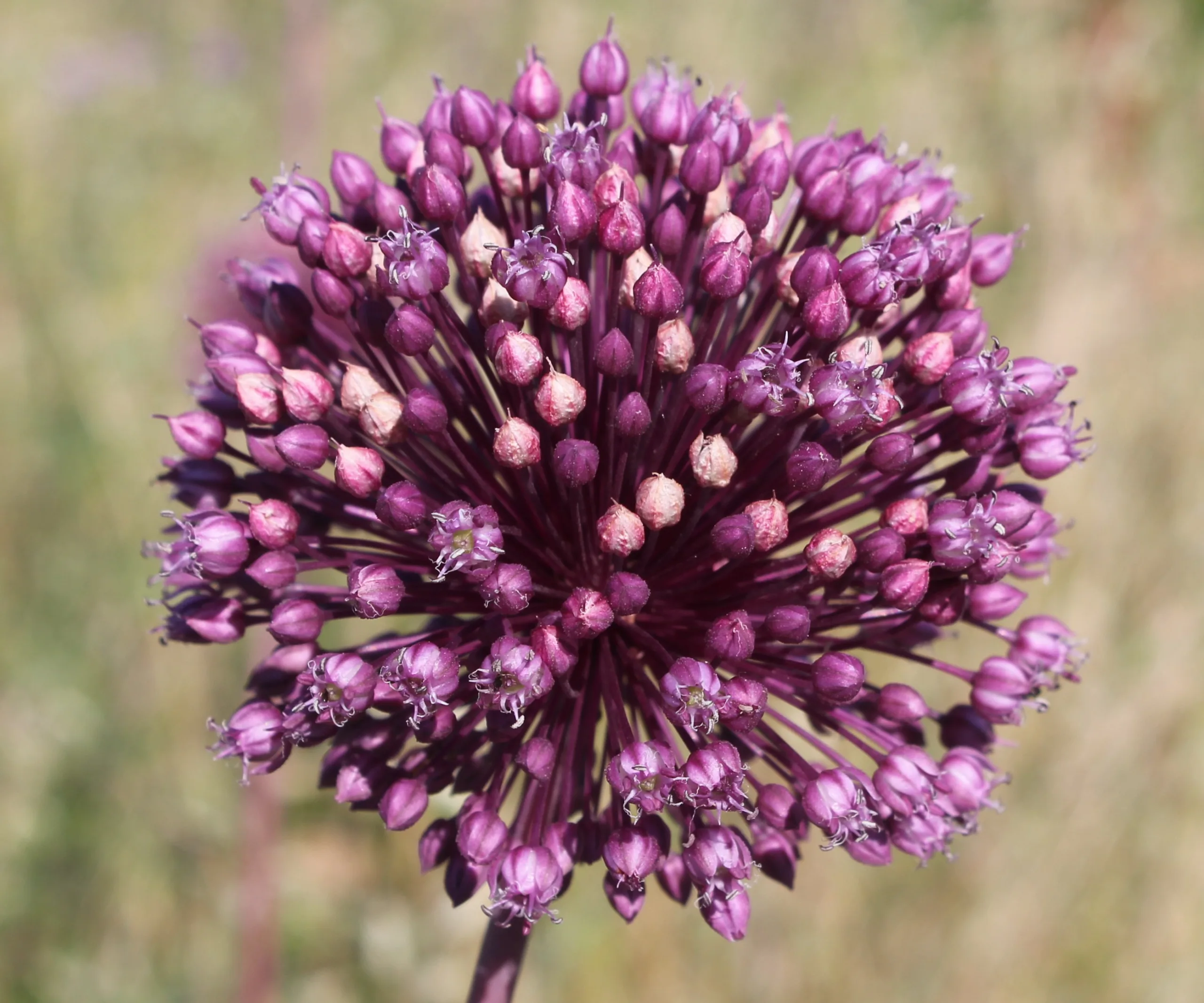 Allium ampeloprasum