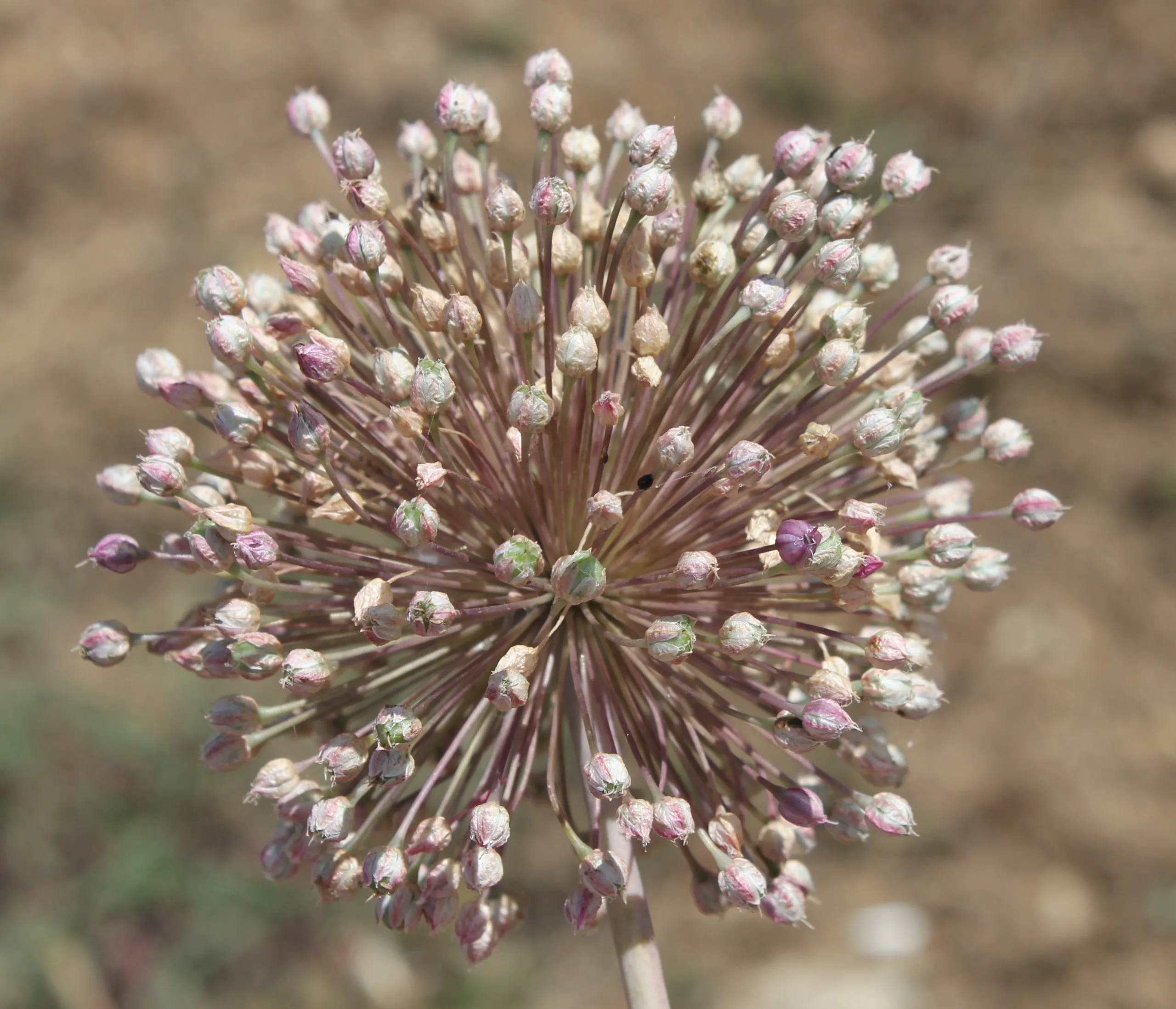 Allium ampeloprasum