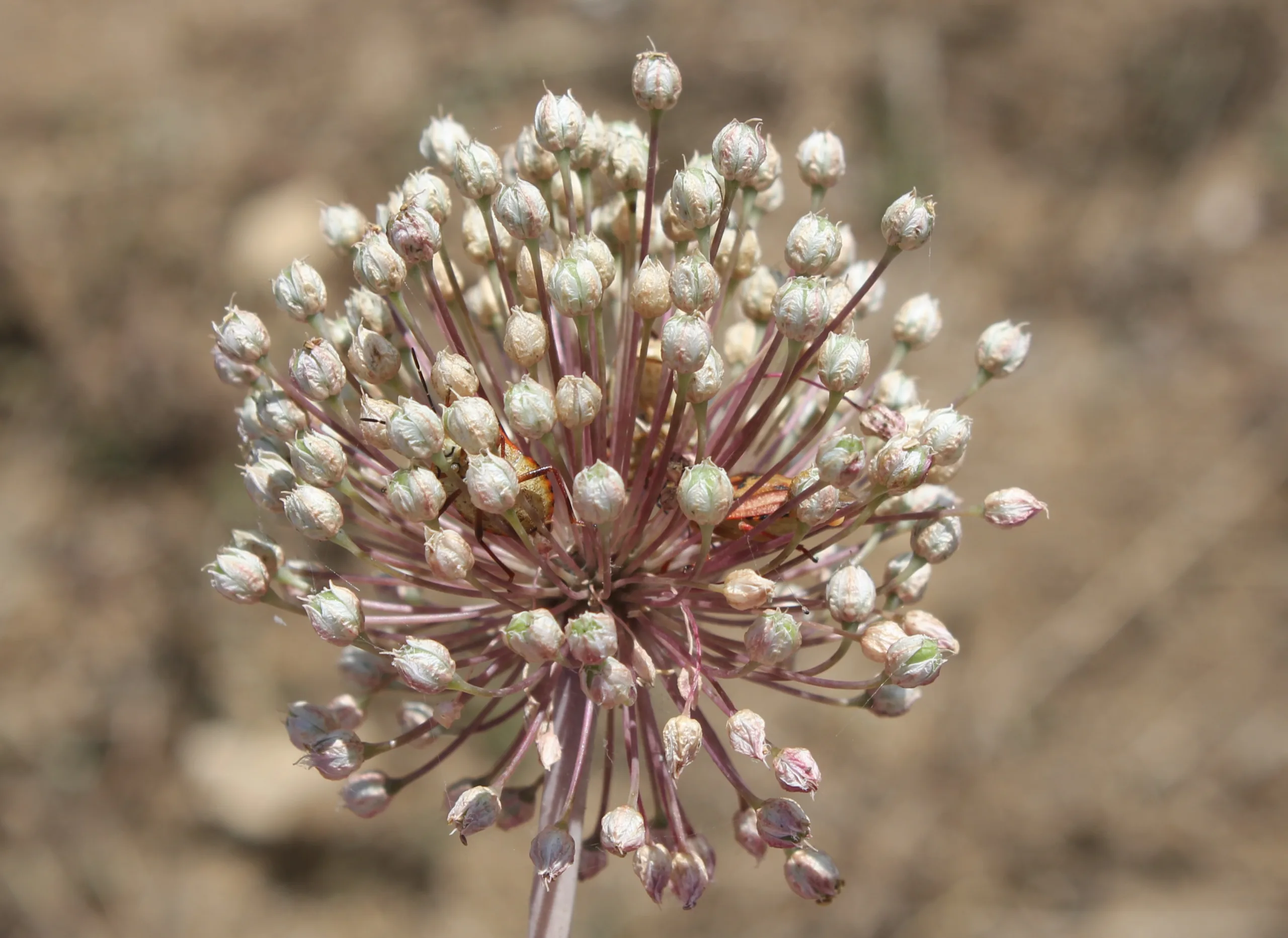 Allium ampeloprasum
