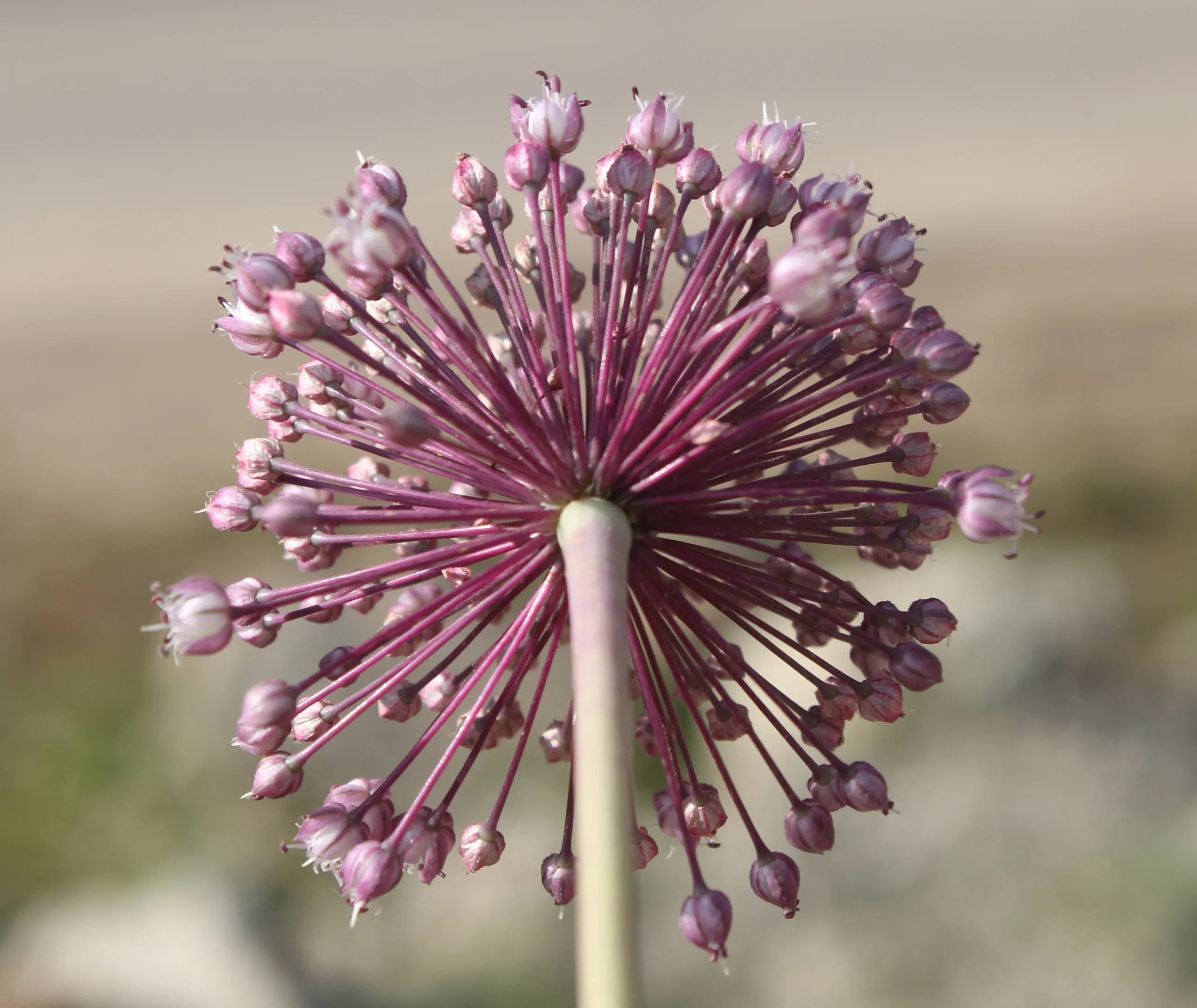 Allium ampeloprasum