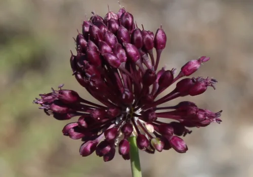 Allium atroviolaceum