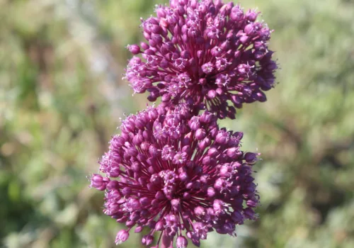Allium commutatum