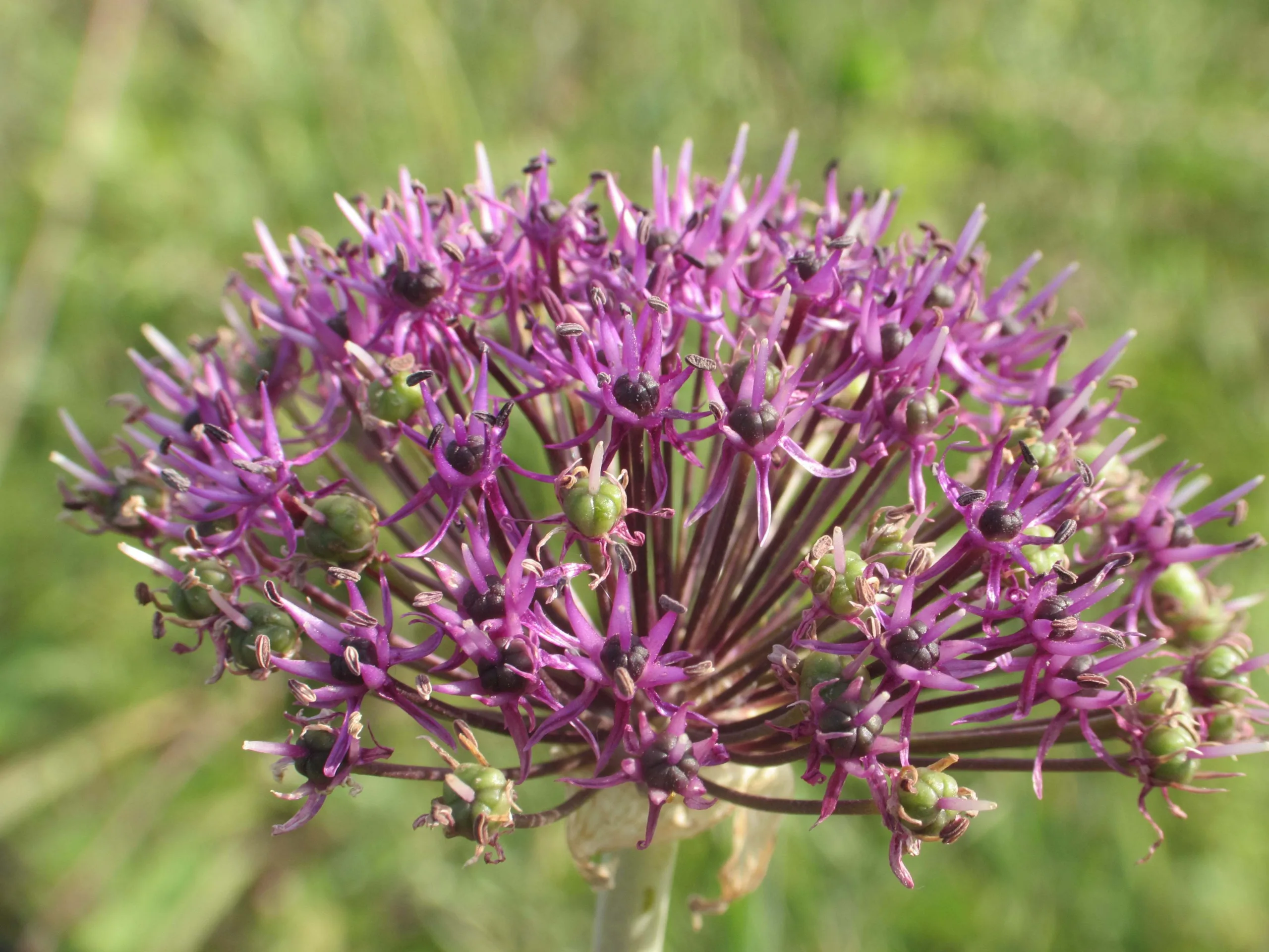 Allium cyrilli (Şeytan sarımsağı)
