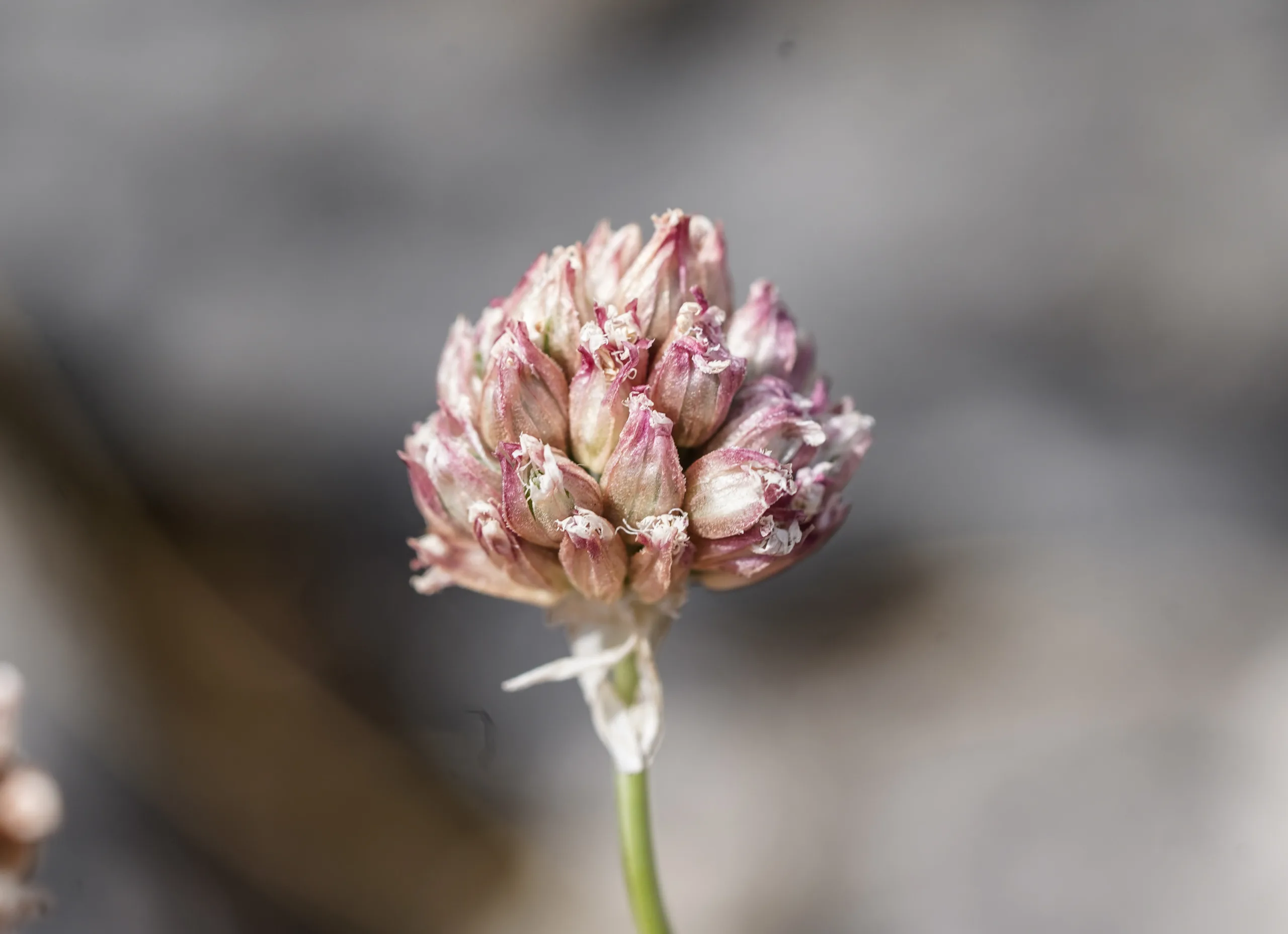 Allium jubatum