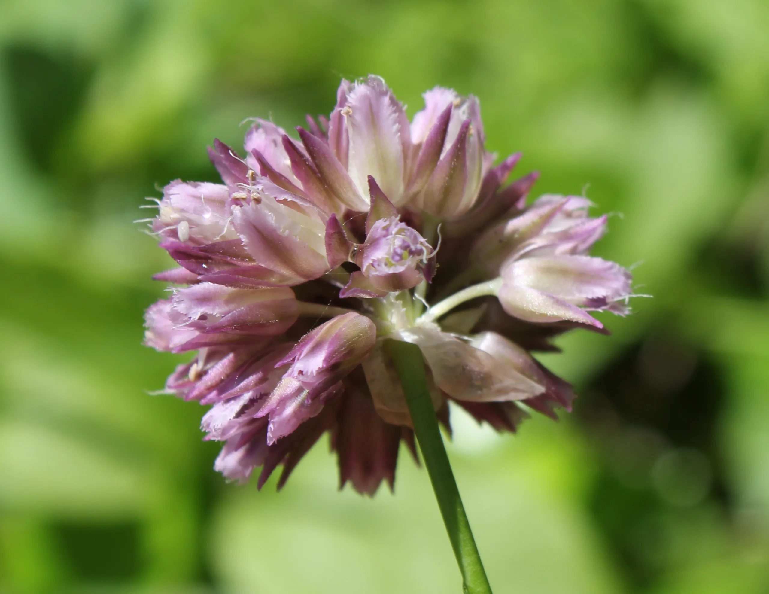 Allium jubatum