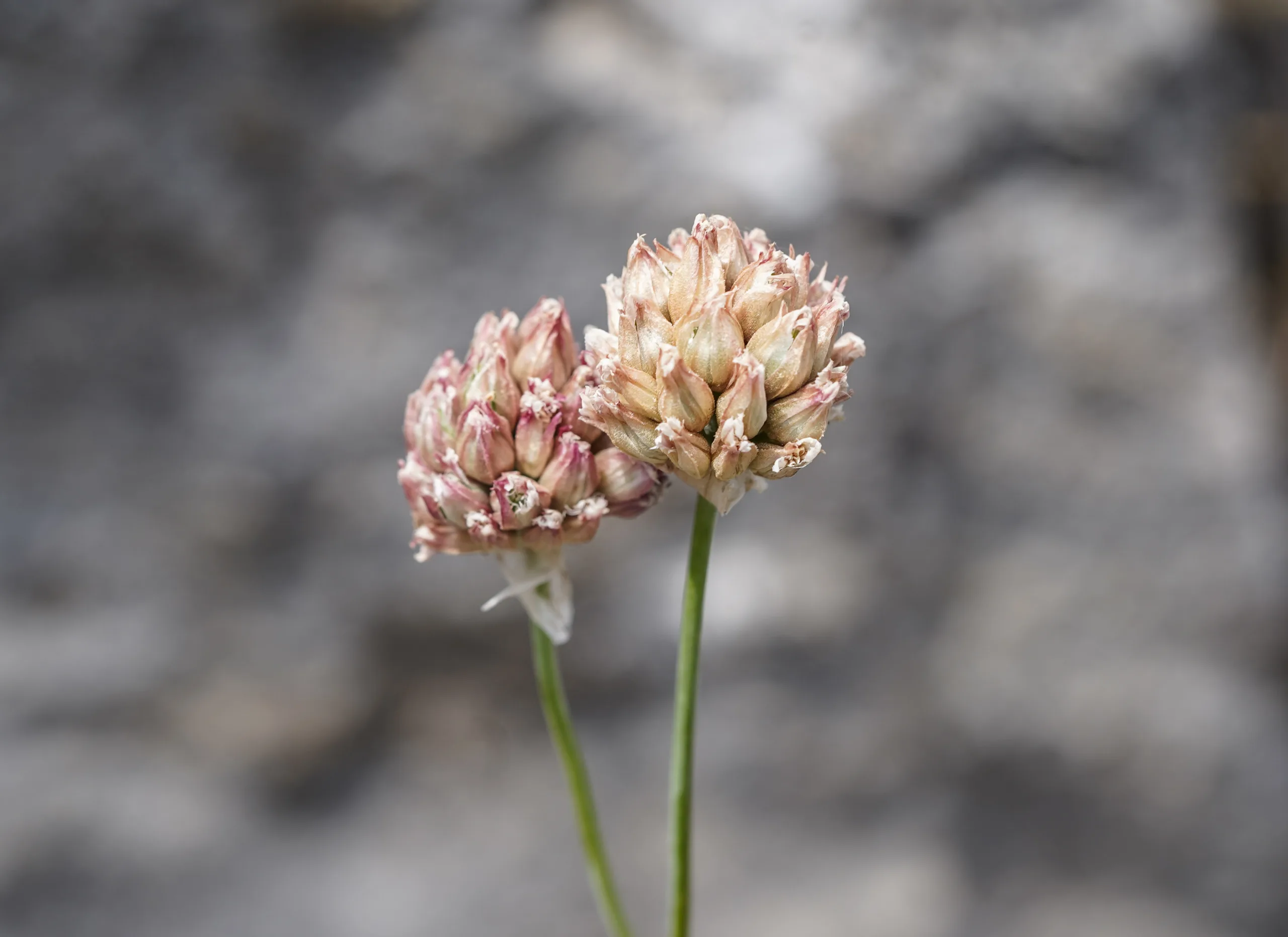 Allium jubatum