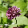 Allium jubatum