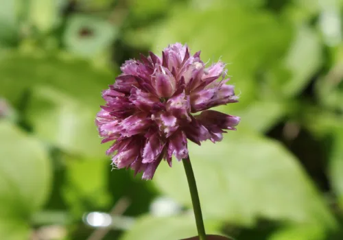 Allium jubatum