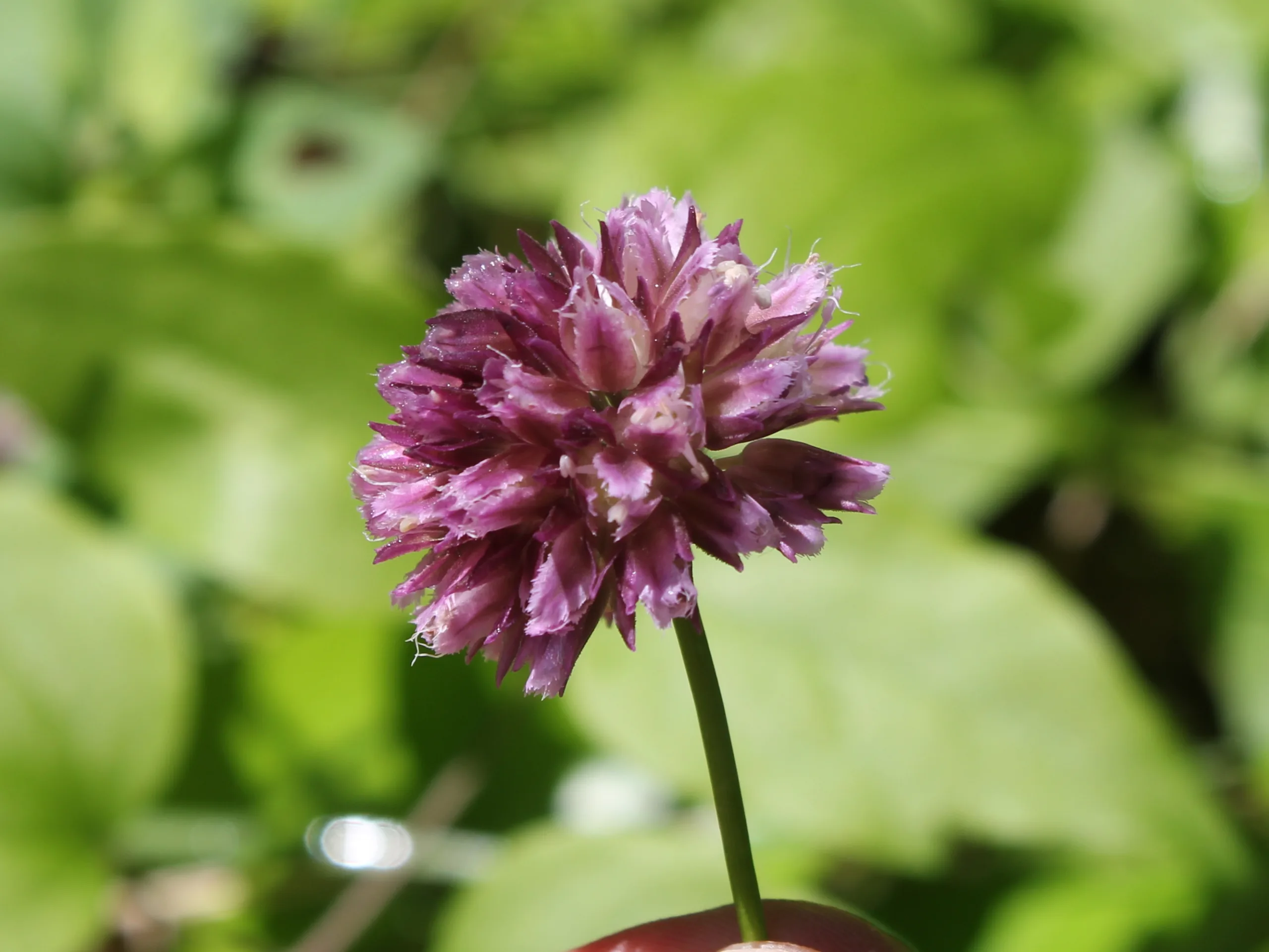 Allium jubatum (Sülün soğanı)