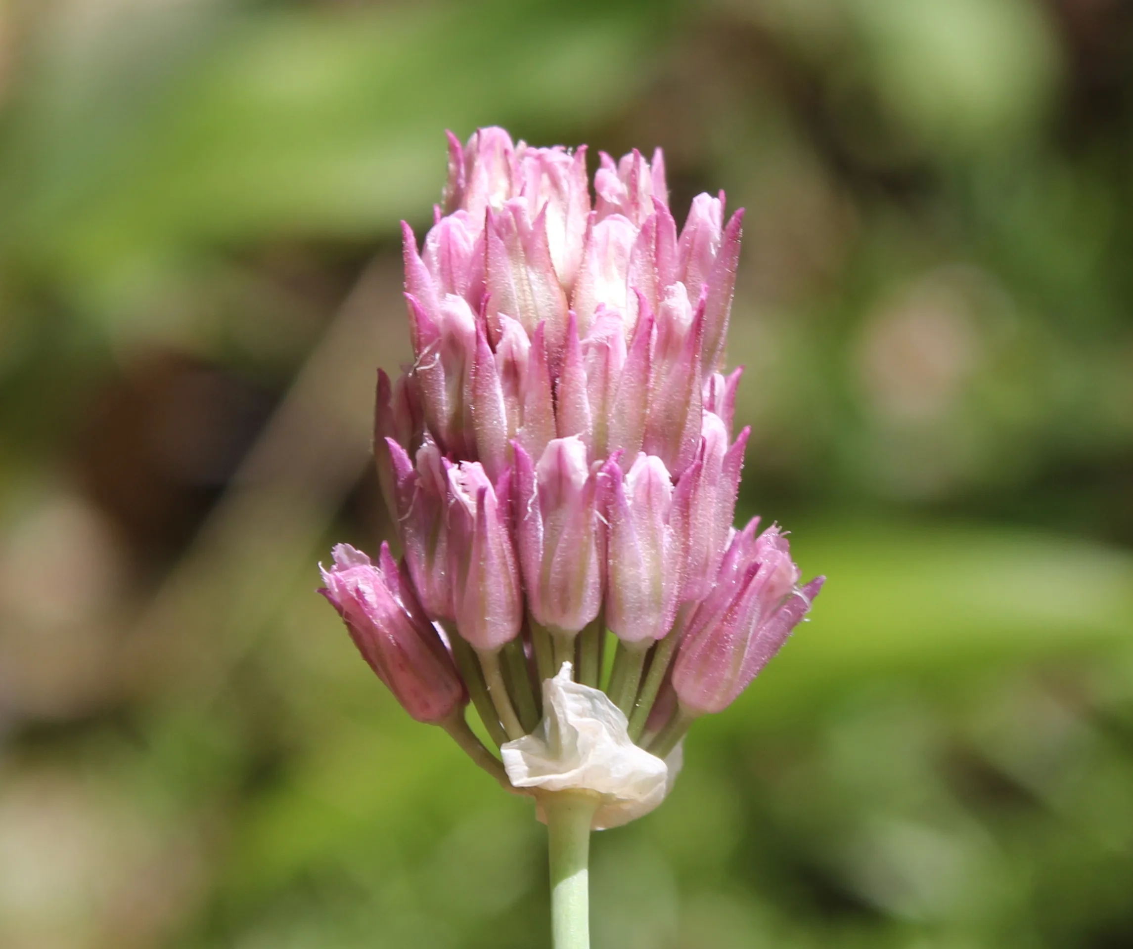 Allium jubatum