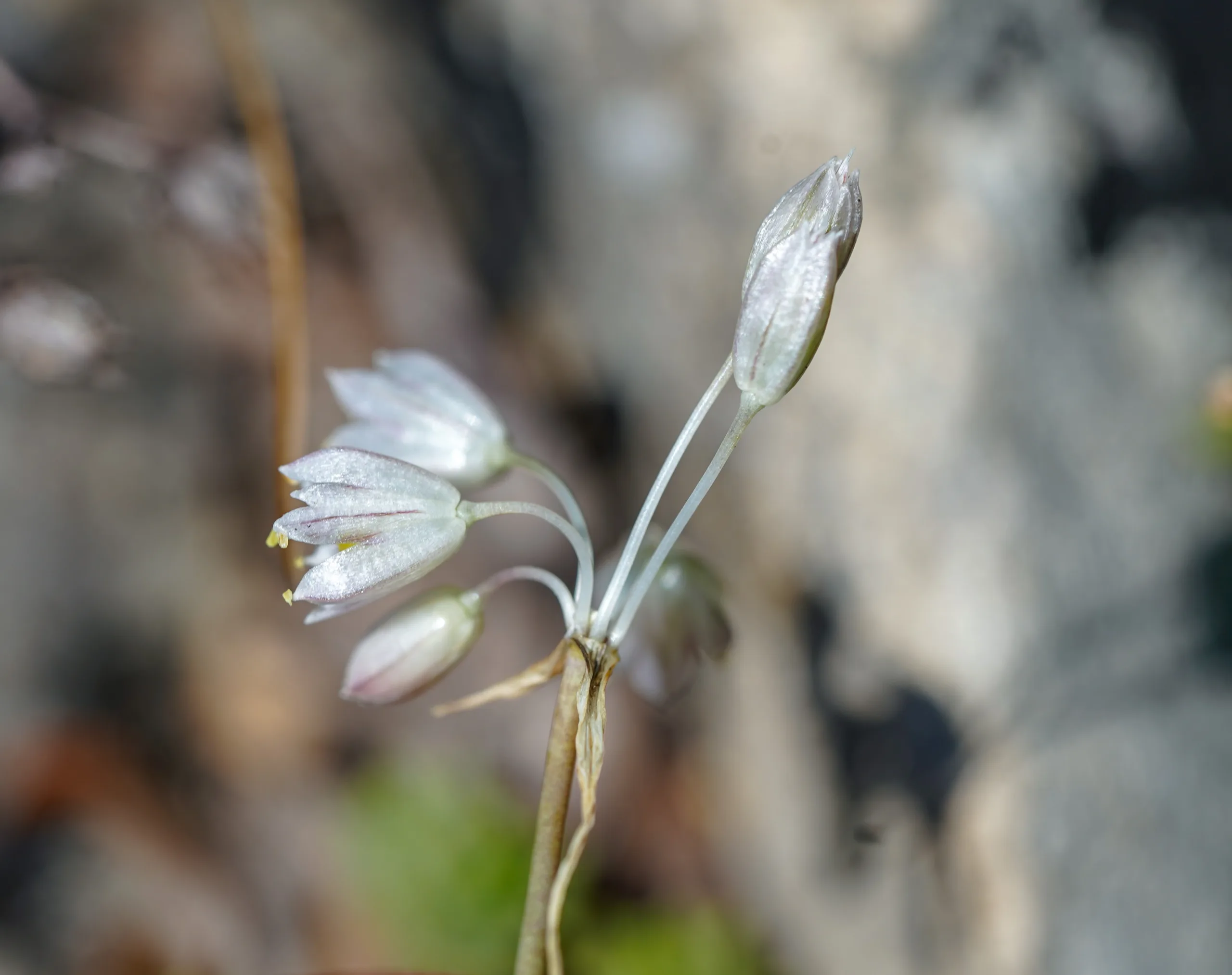 Allium longispathum