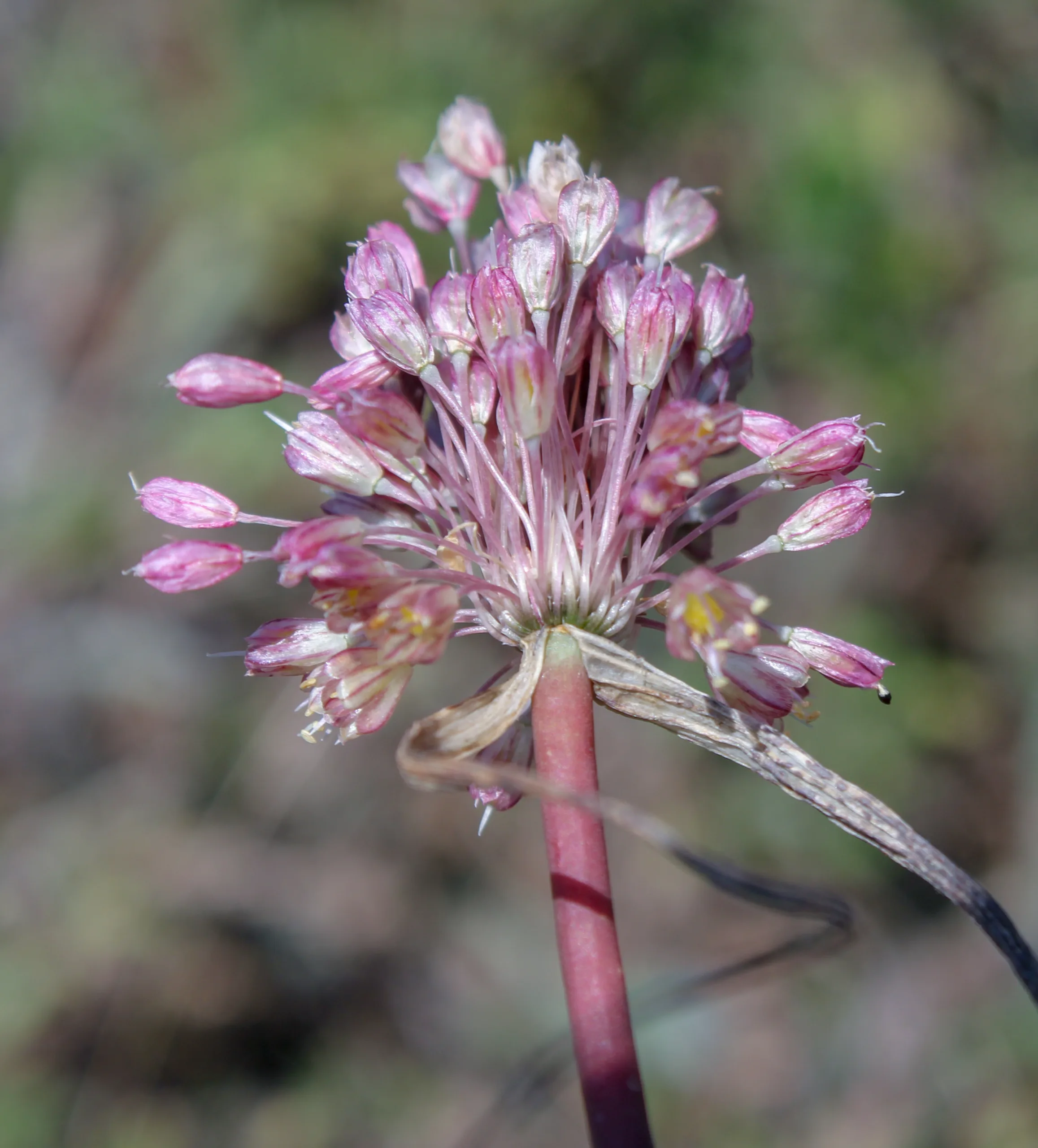 Allium longispathum