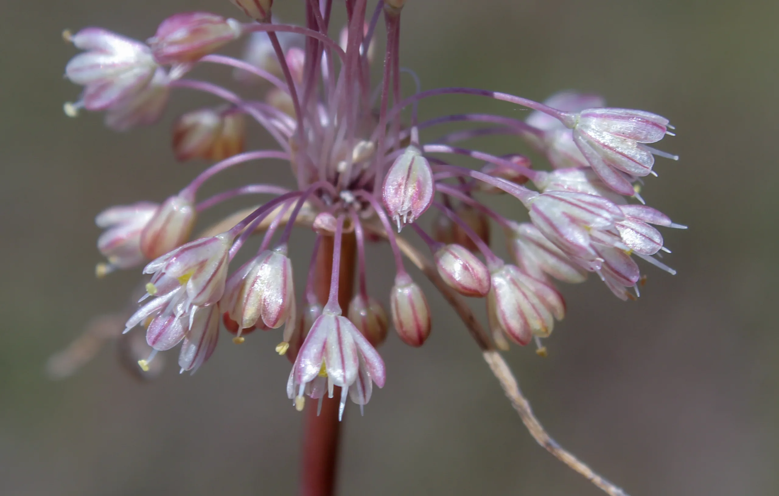 Allium longispathum