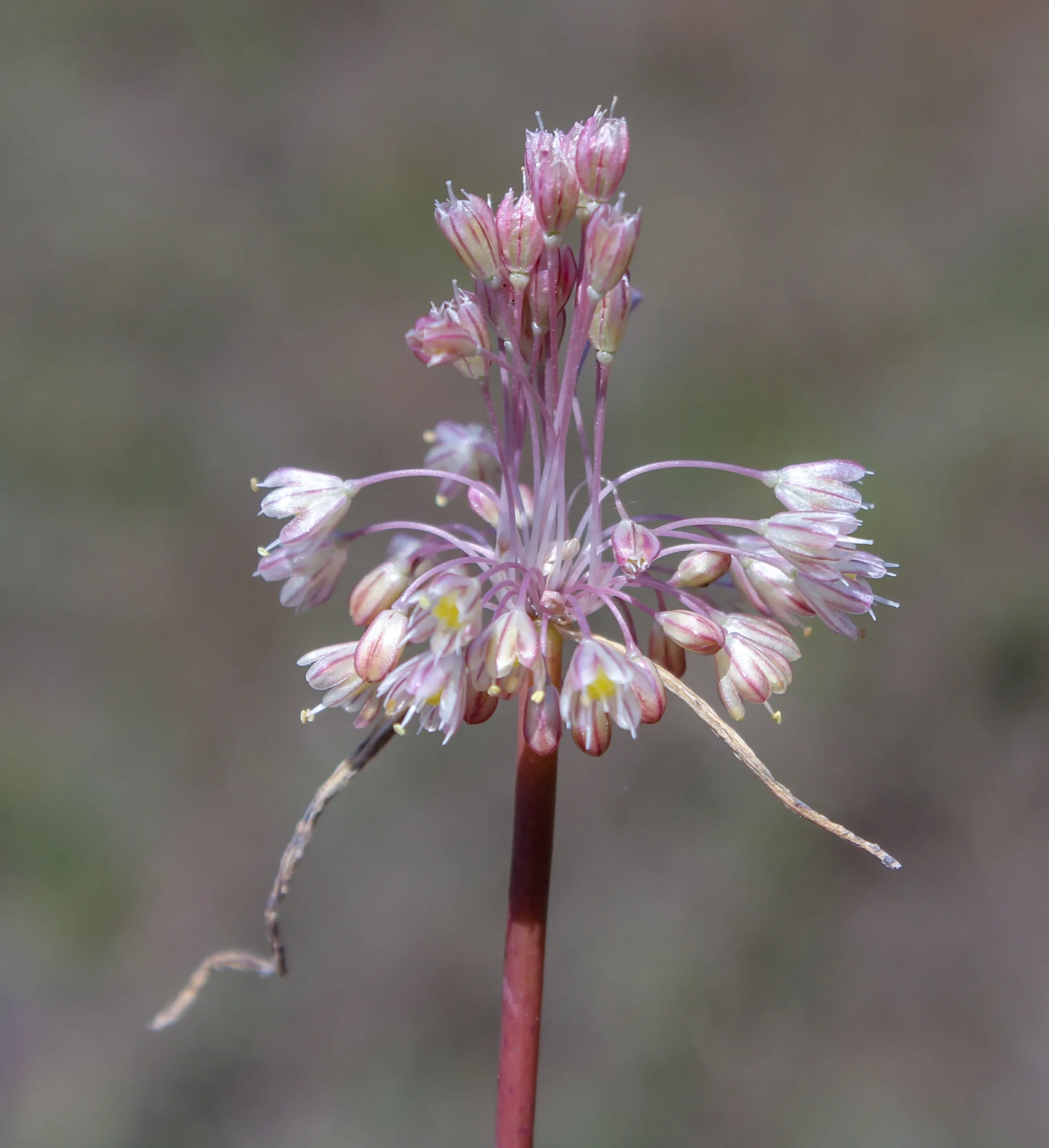 Allium longispathum