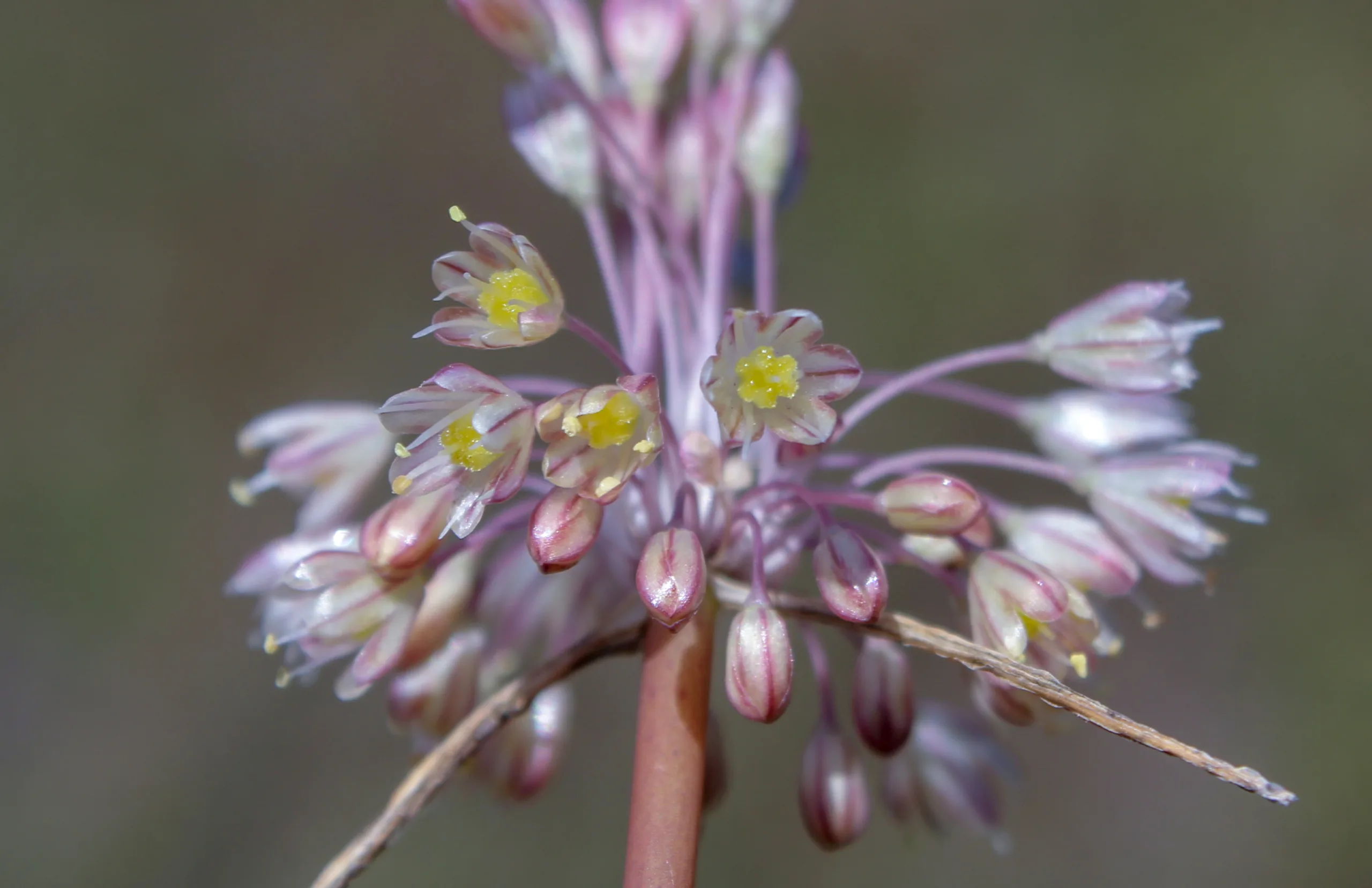 Allium longispathum